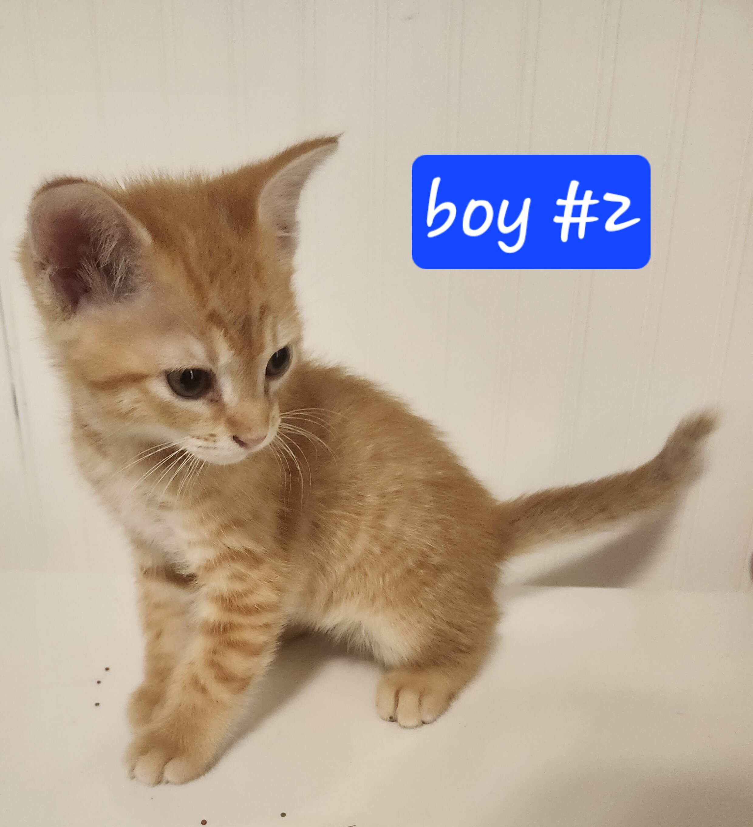 Ginger Kittens image 2