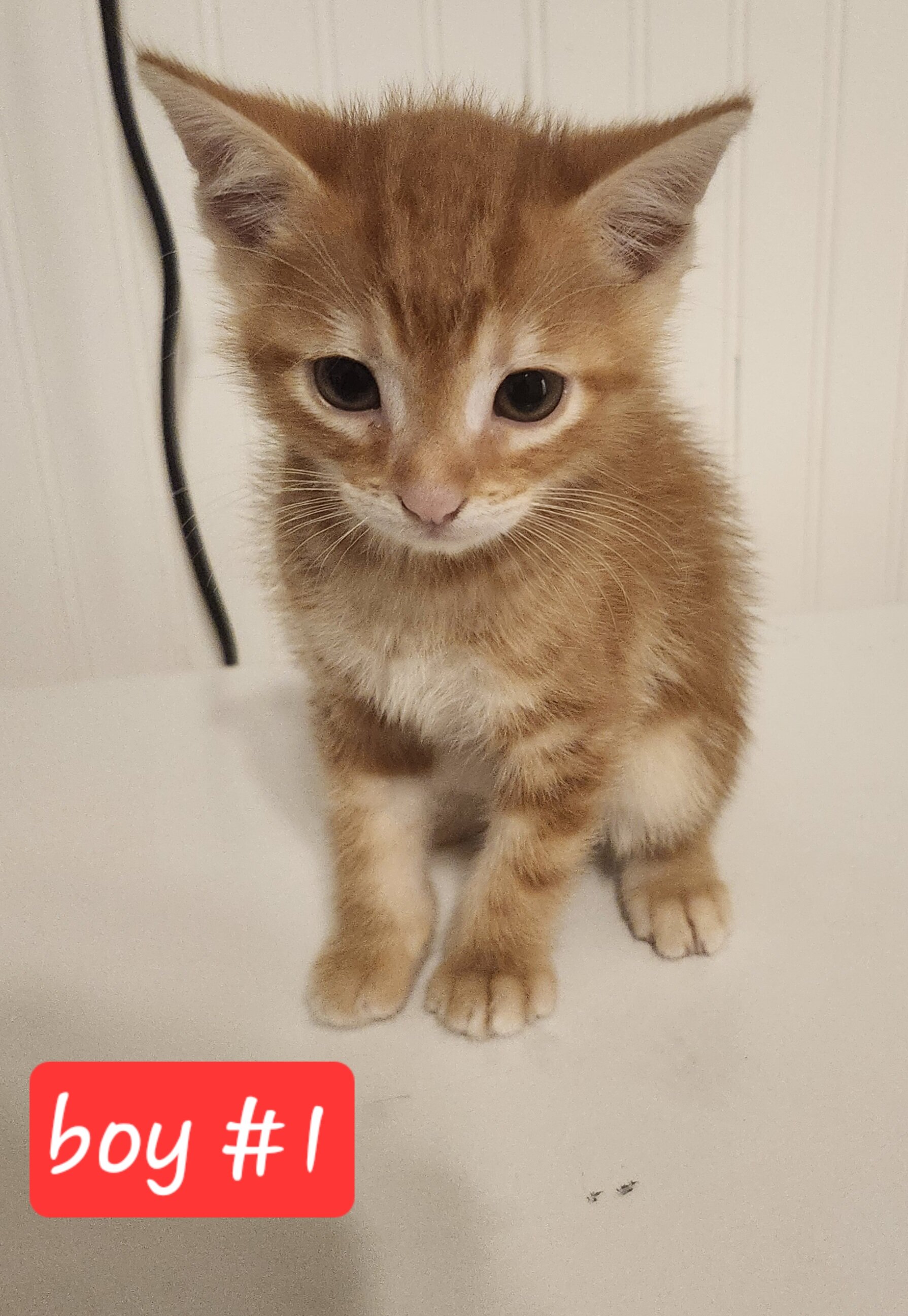 Ginger Kittens image 4
