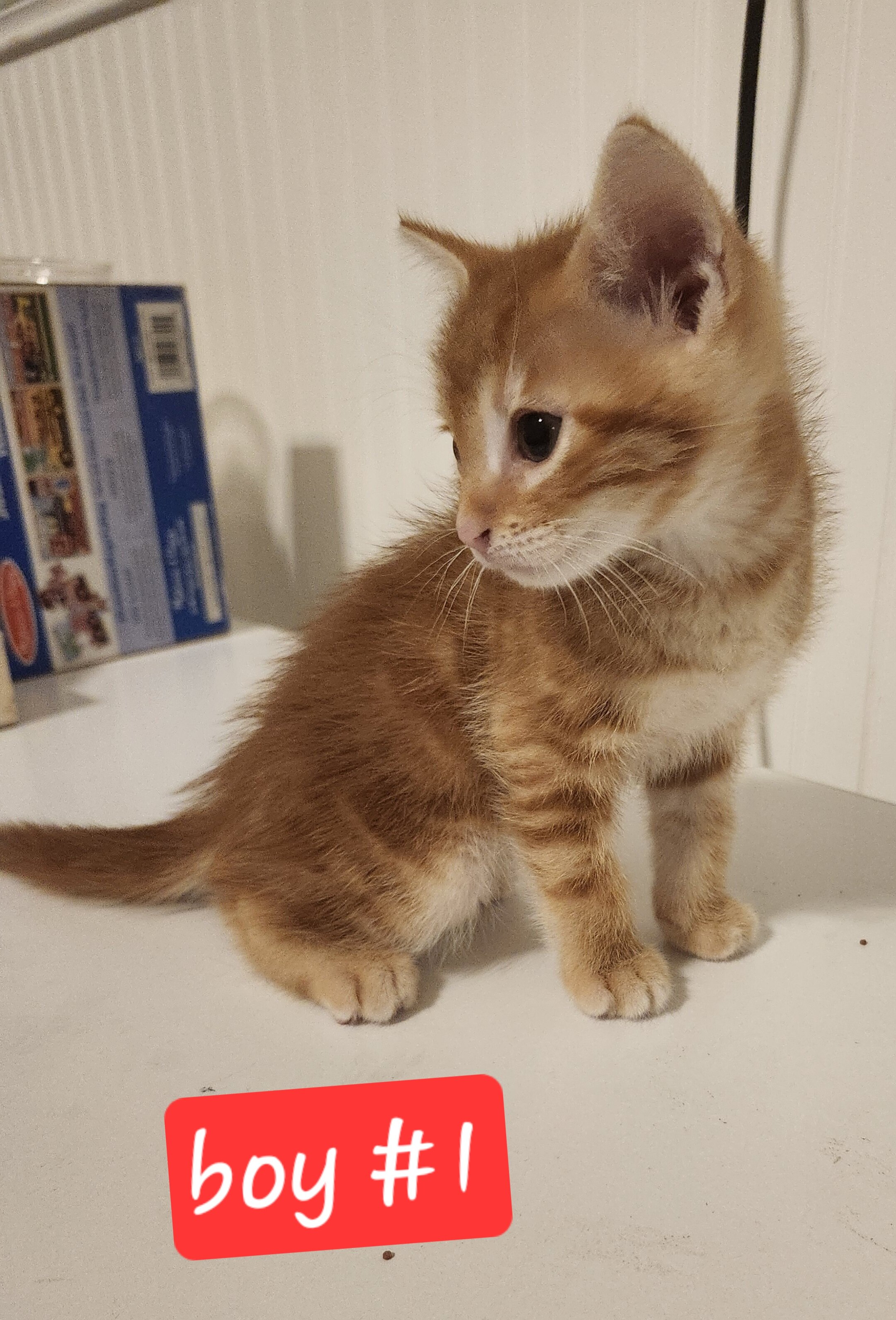 Ginger Kittens image 5