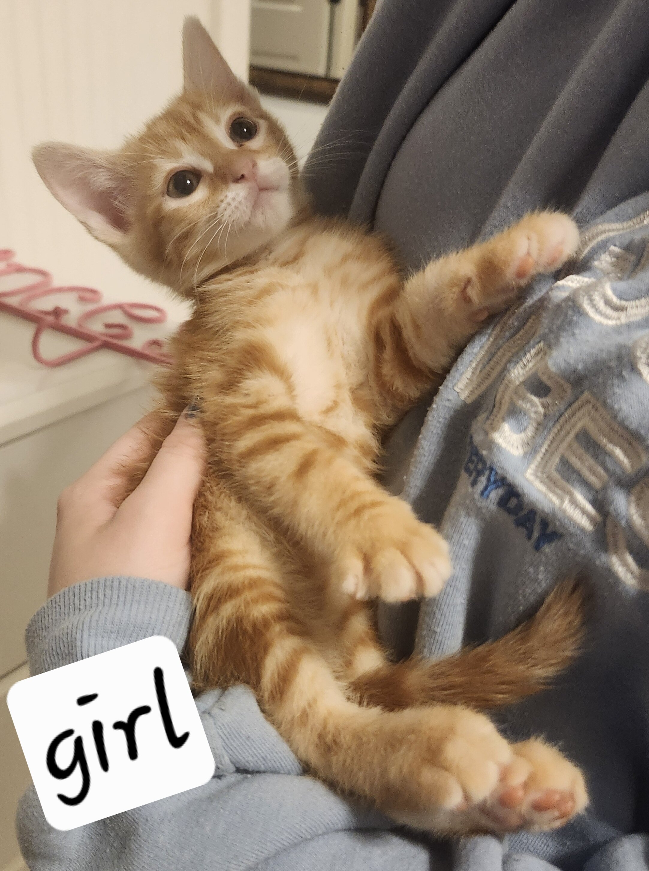 Ginger Kittens image 1