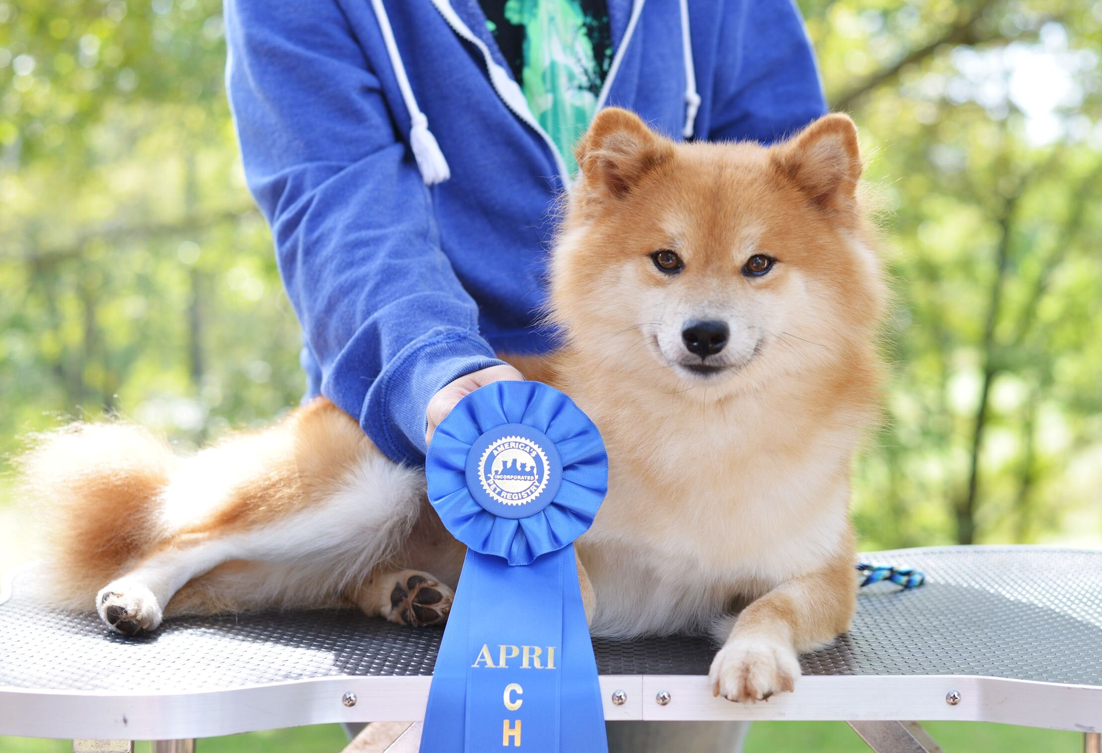 Beautiful AKC Registerable Red Shiba Inu Male Pup image 3