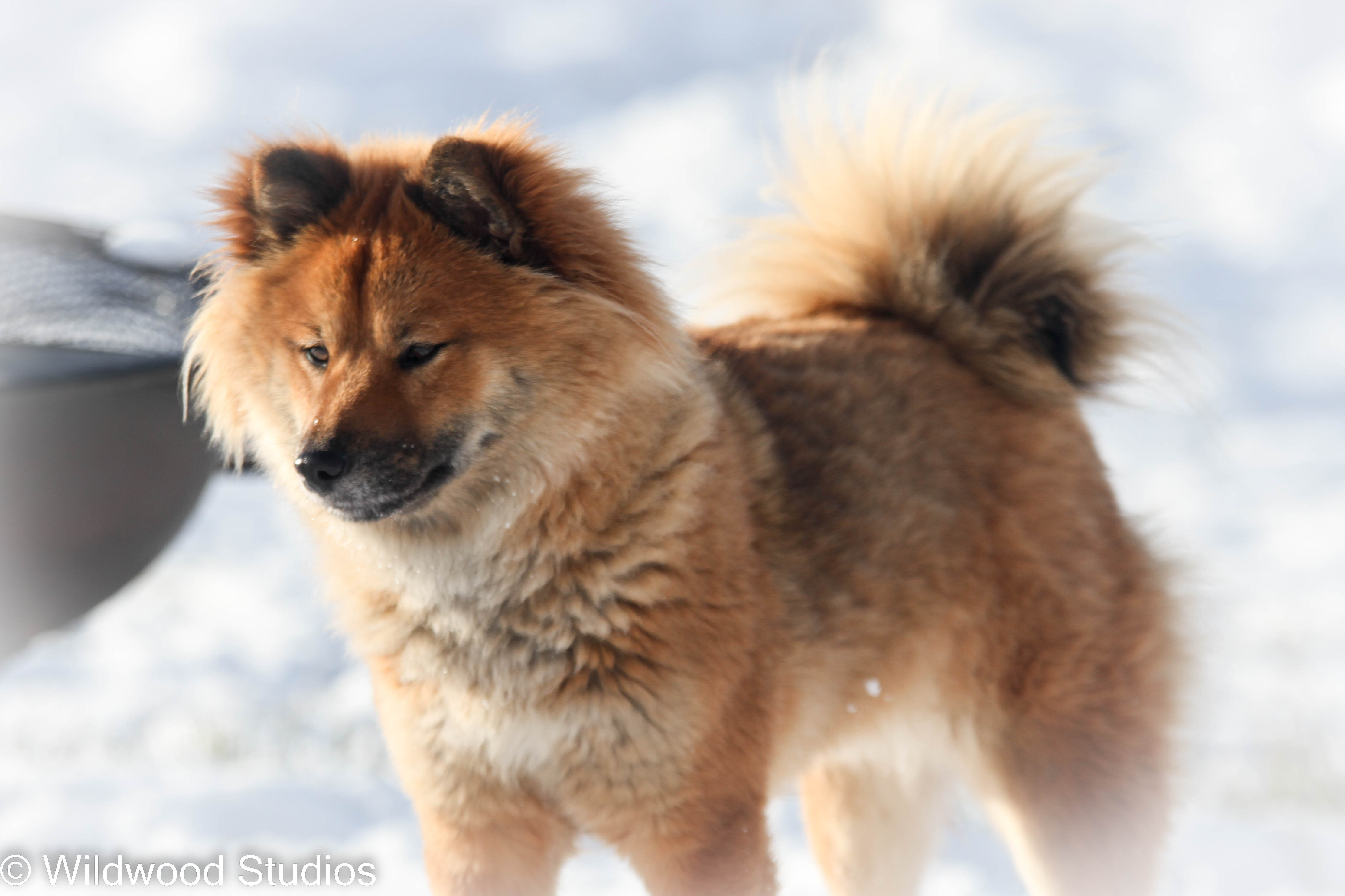 Beautiful AKC Registerable Red Shiba Inu Male Pup image 2
