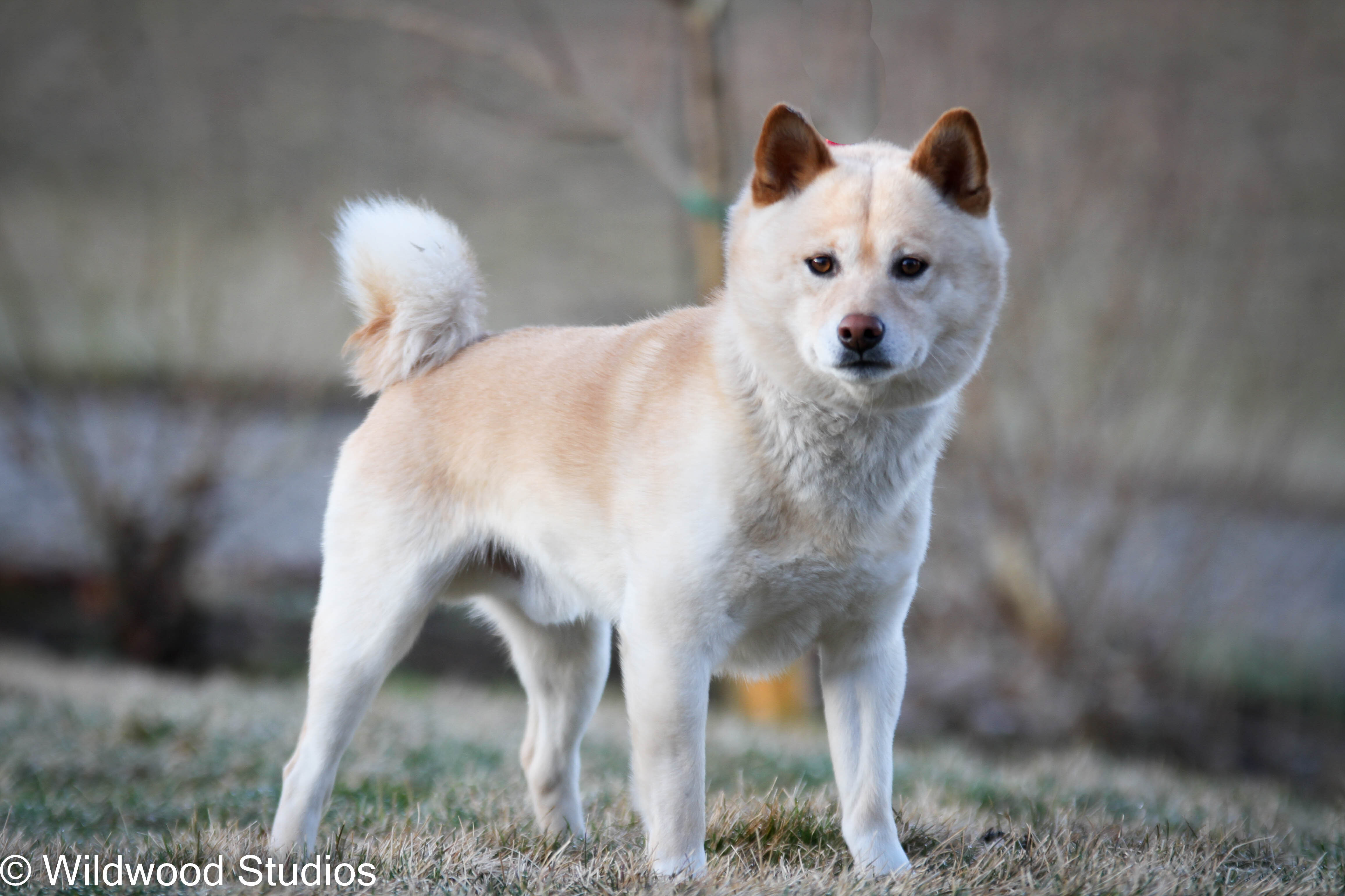 Beautiful AKC Registerable Red Shiba Inu Male Pup image 1