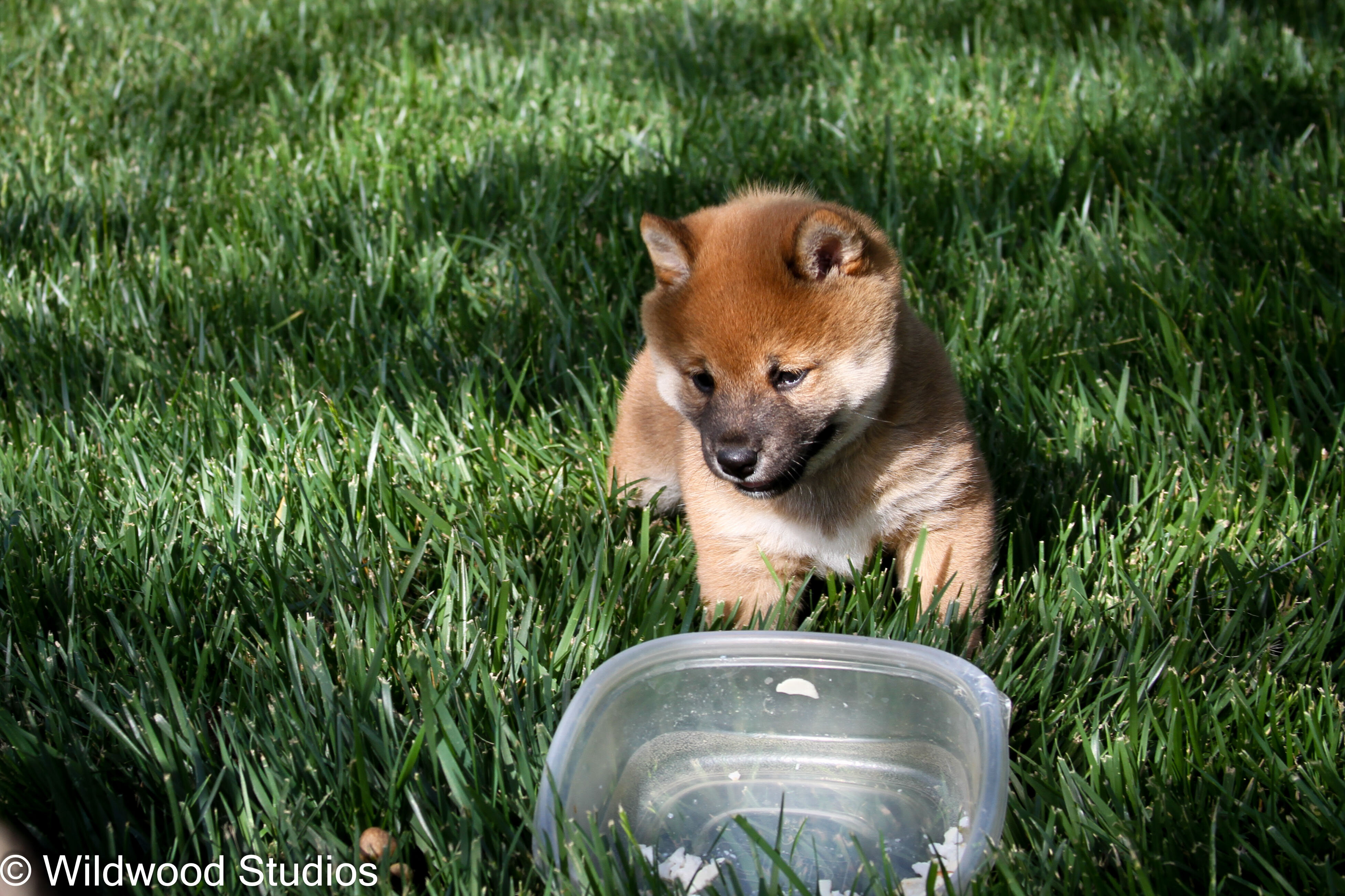 Beautiful AKC Registerable Red Shiba Inu Male Pup image 4