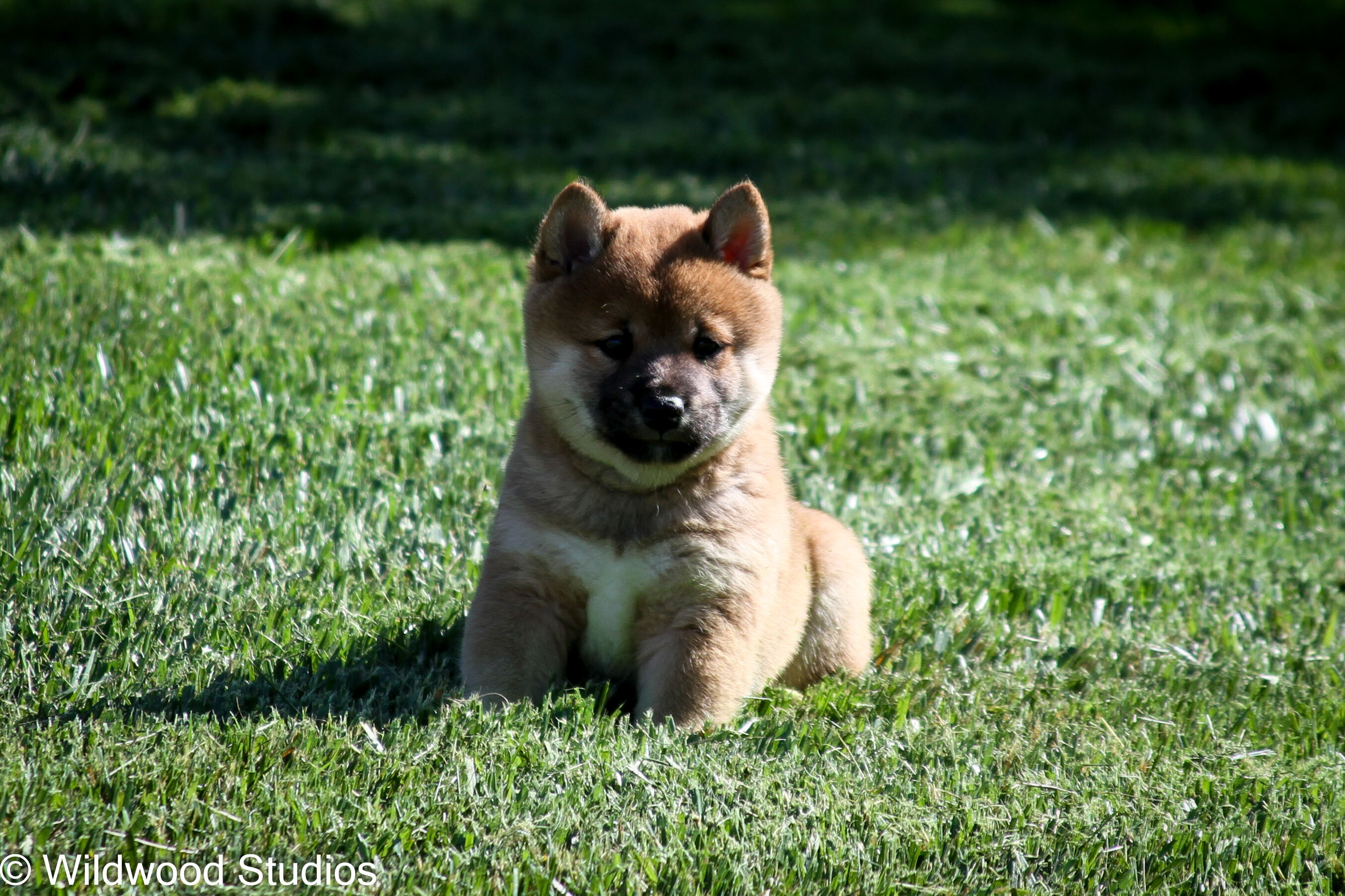 Beautiful AKC Registerable Red Shiba Inu Male Pup image 5
