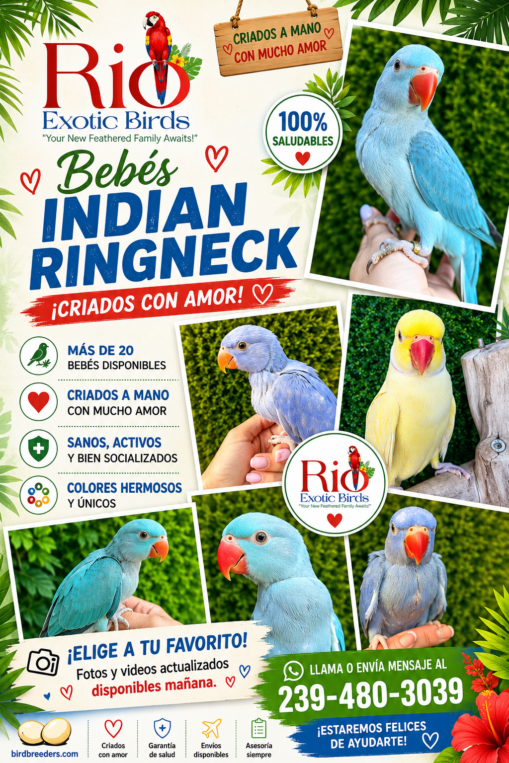 Indian Ringneck Babies – Multiple colors image 1
