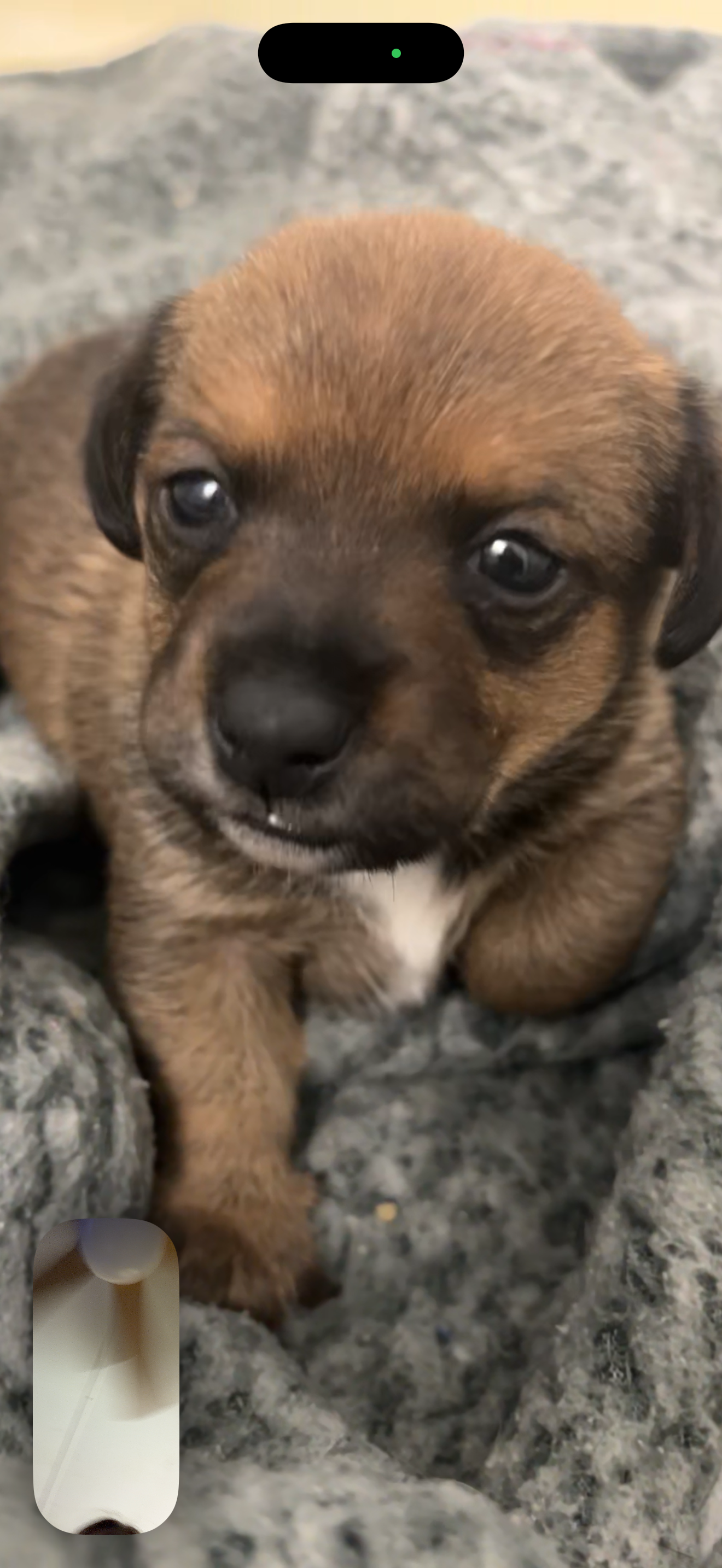 Dachshund/Chihuahua image 8