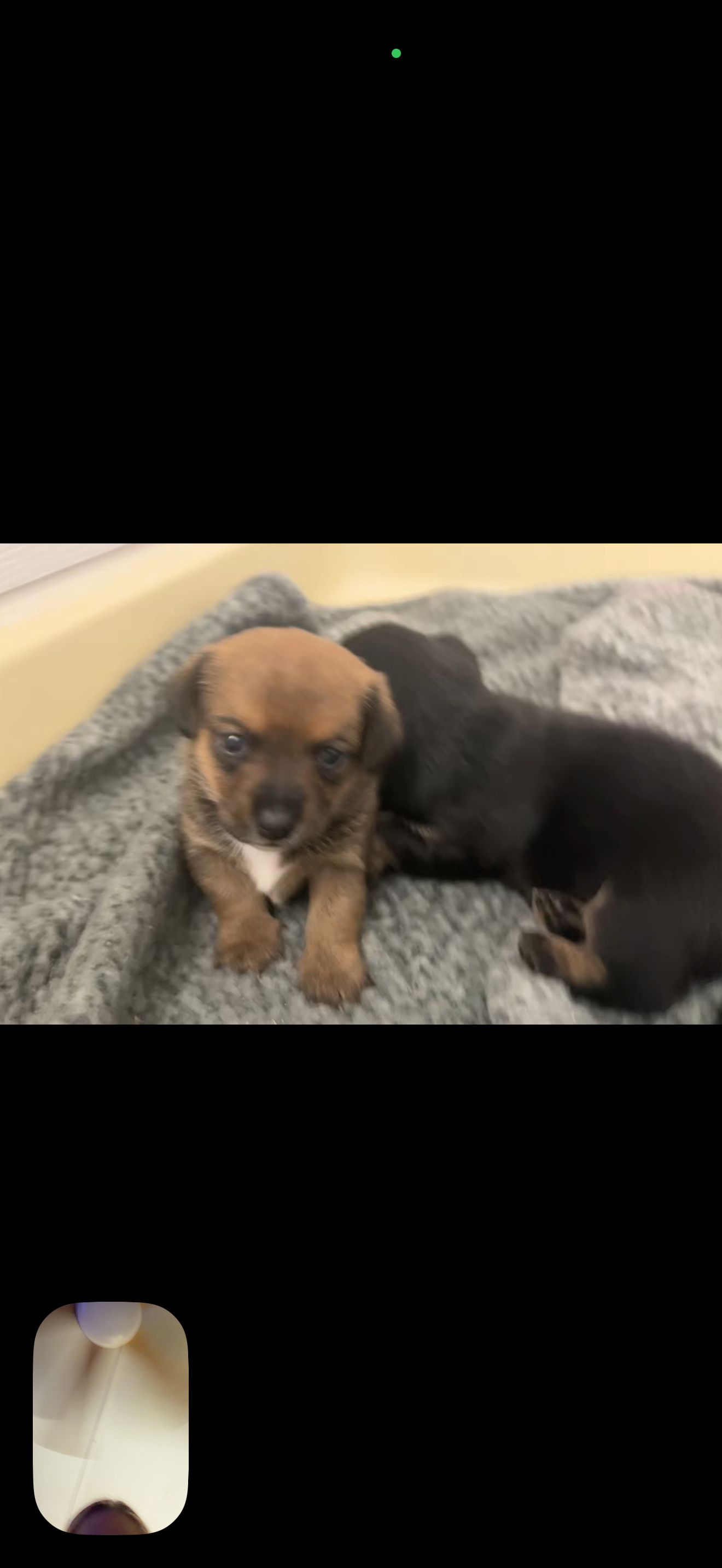 Dachshund/Chihuahua image 7