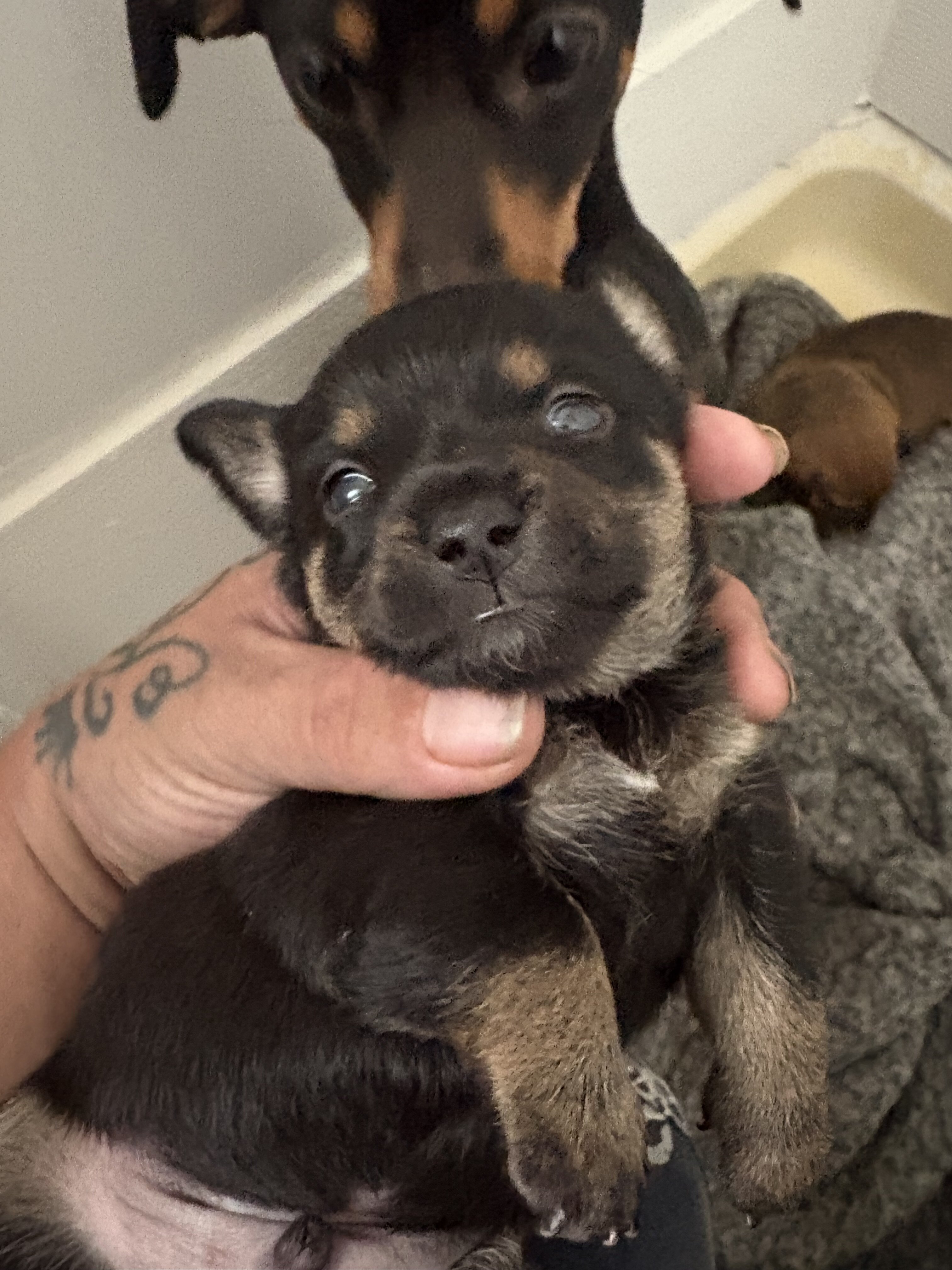 Dachshund/Chihuahua image 6
