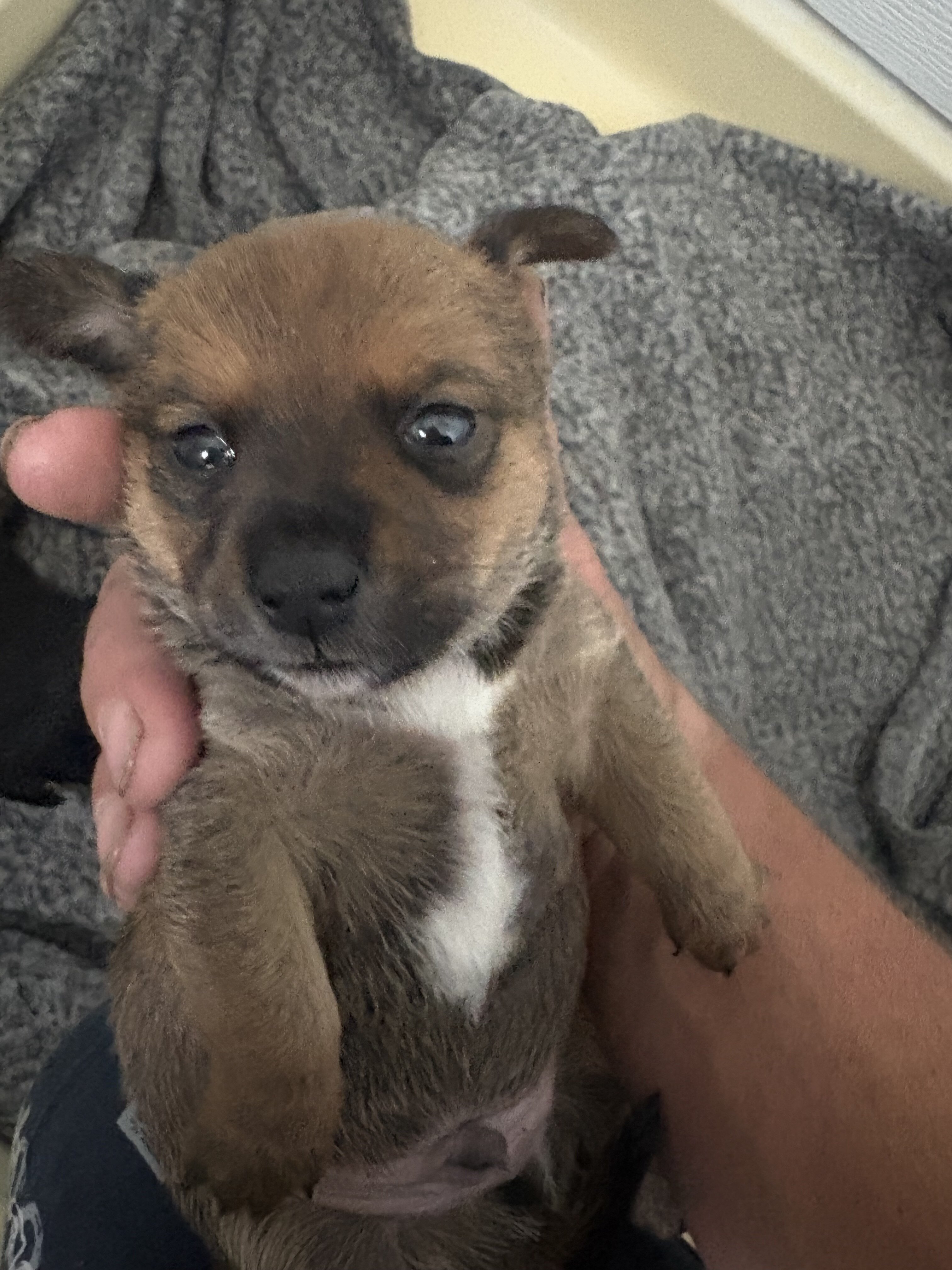 Dachshund/Chihuahua image 5