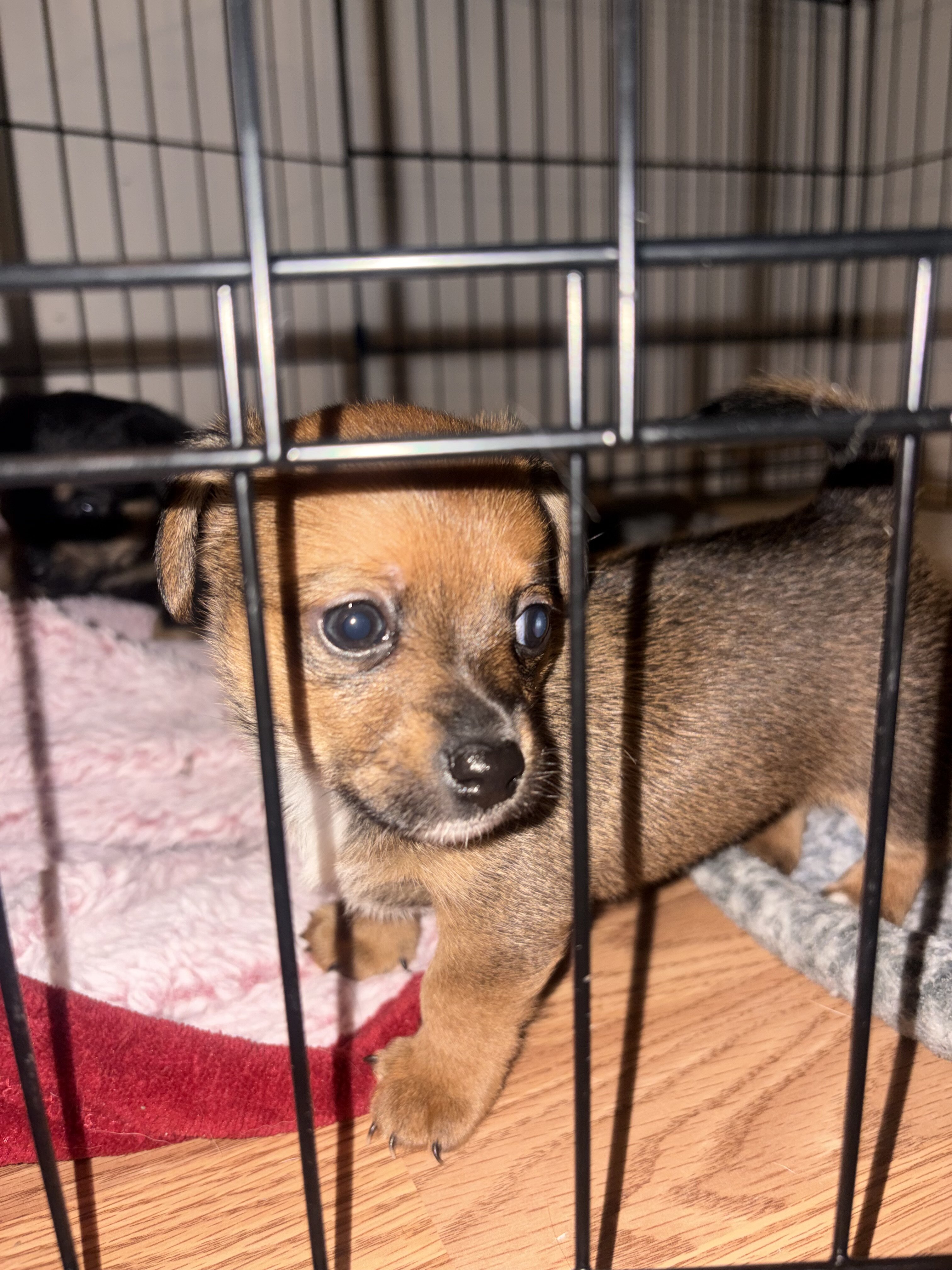 Dachshund/Chihuahua image 1