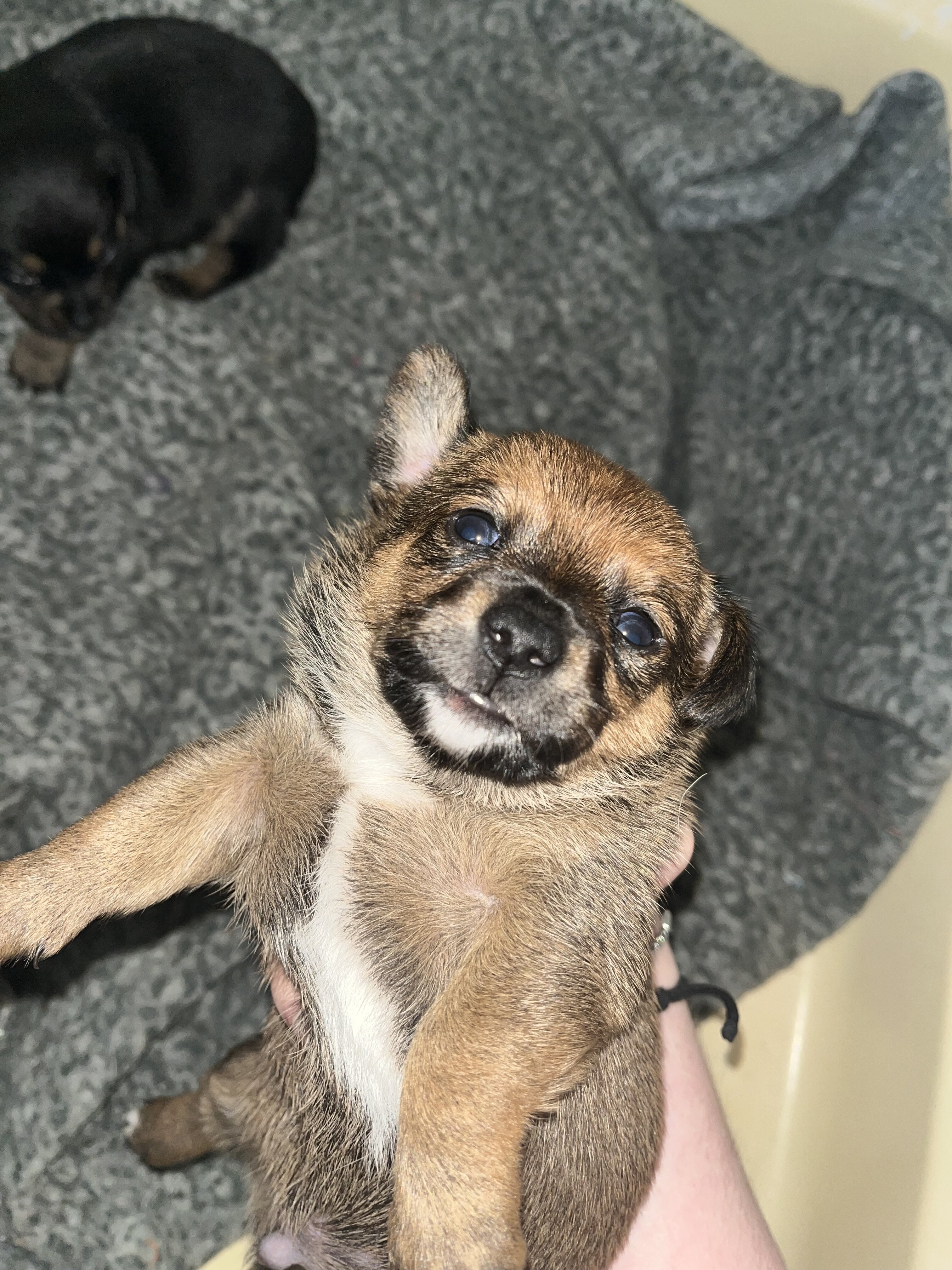 Dachshund/Chihuahua image 3