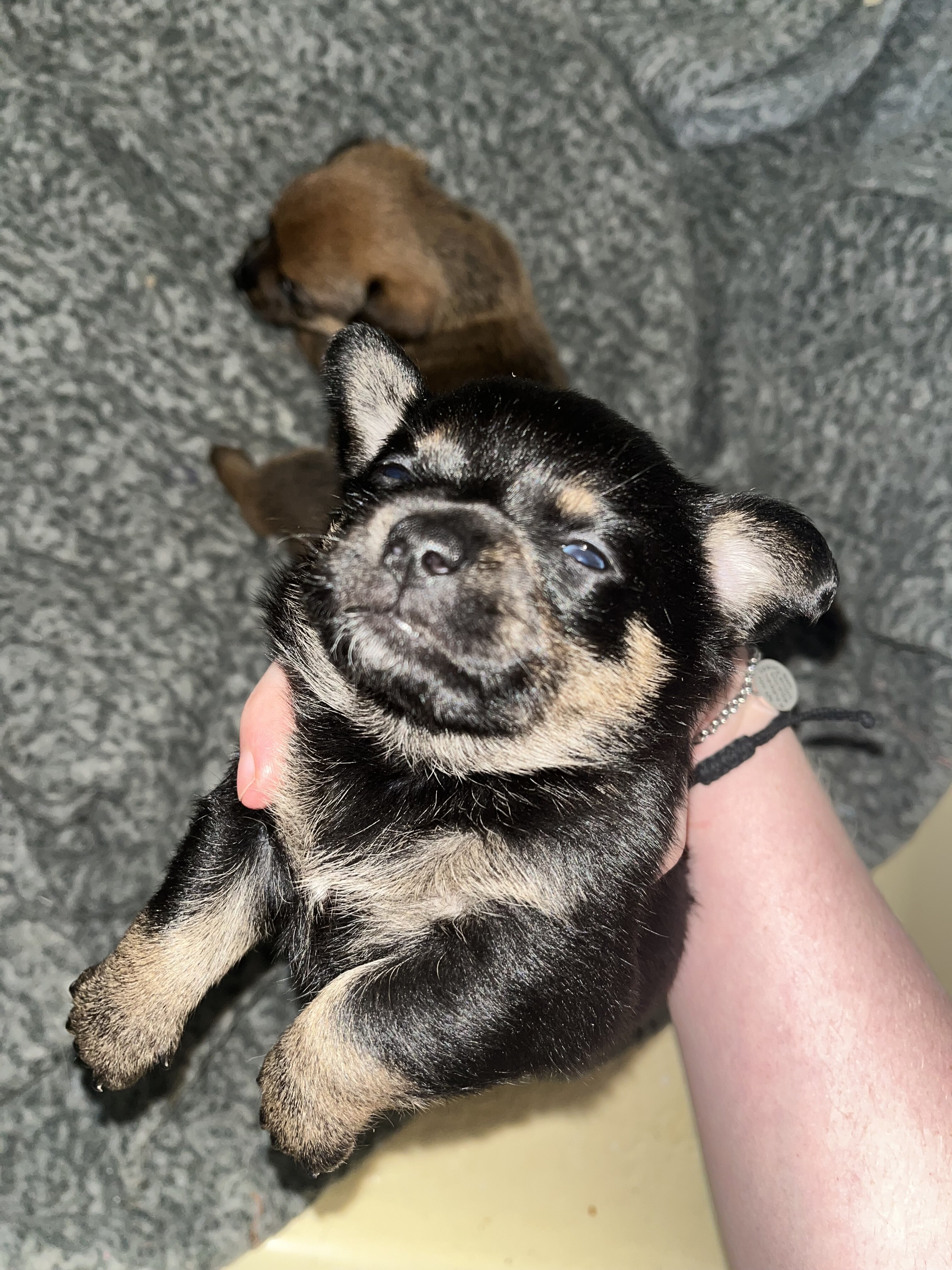 Dachshund/Chihuahua image 2