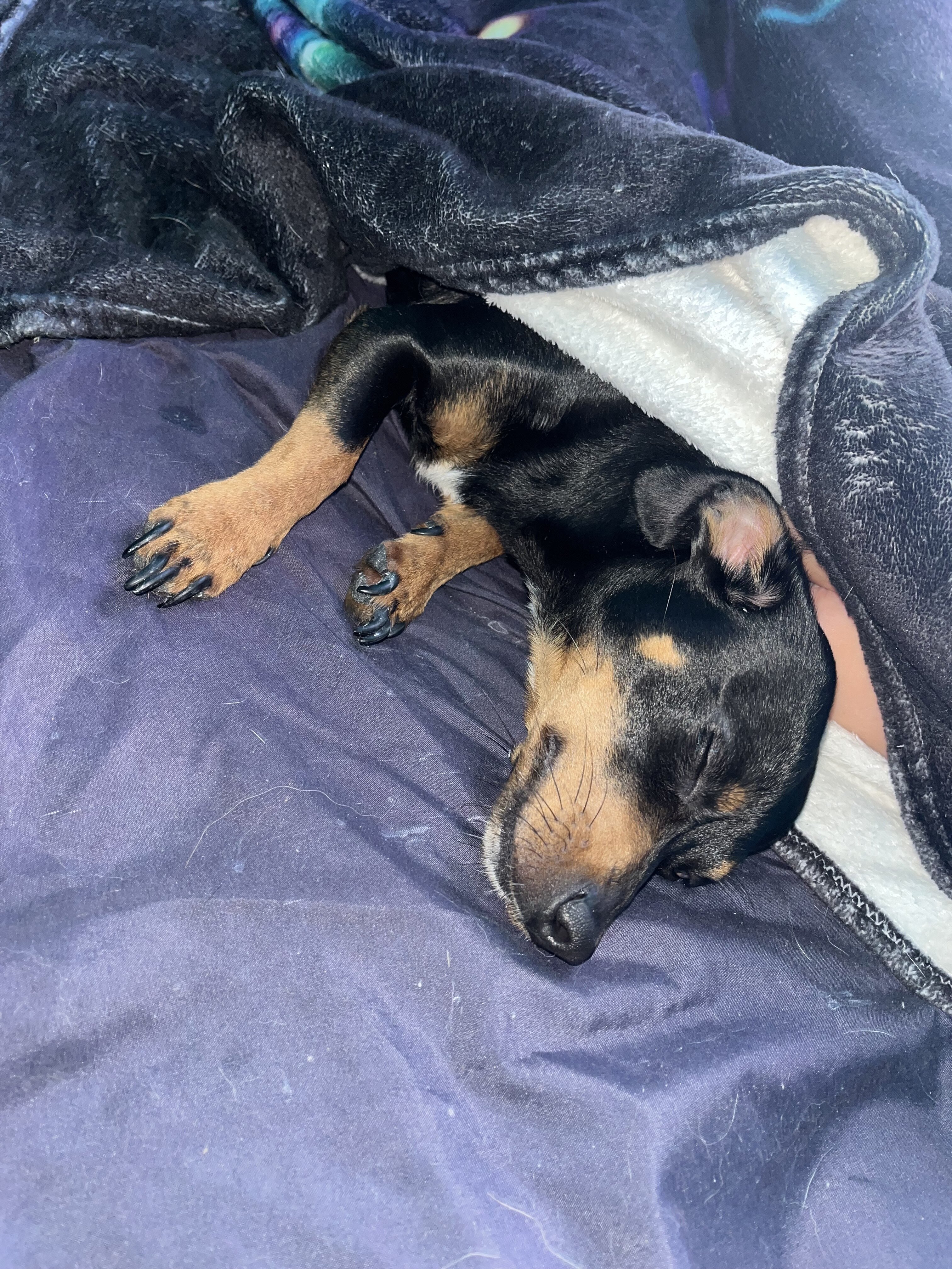 Dachshund/Chihuahua image 4