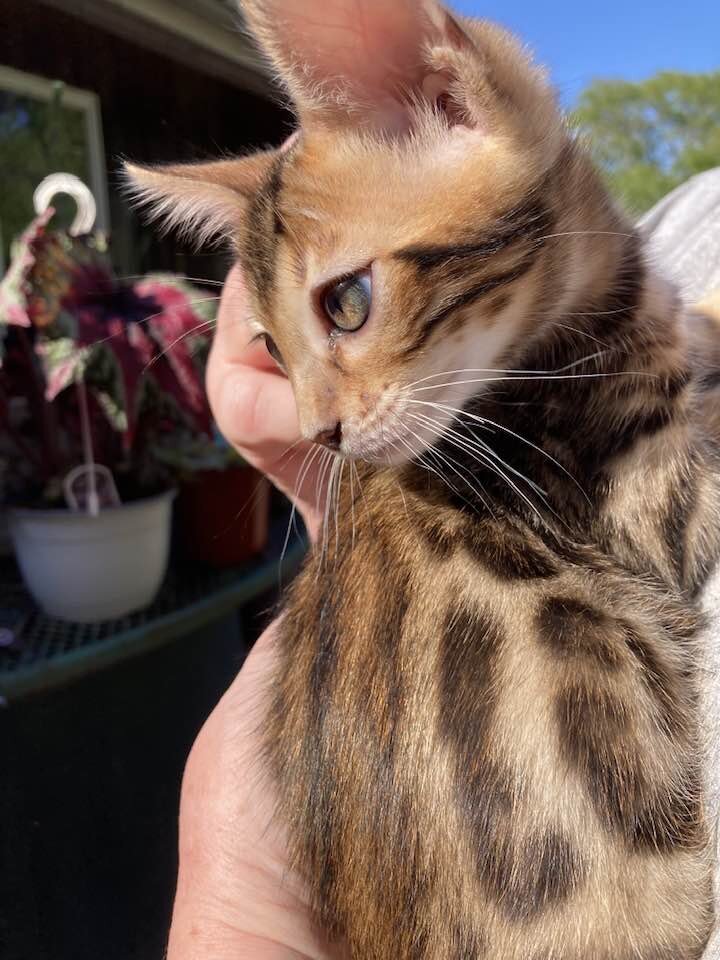 Bengal Kittens image 1