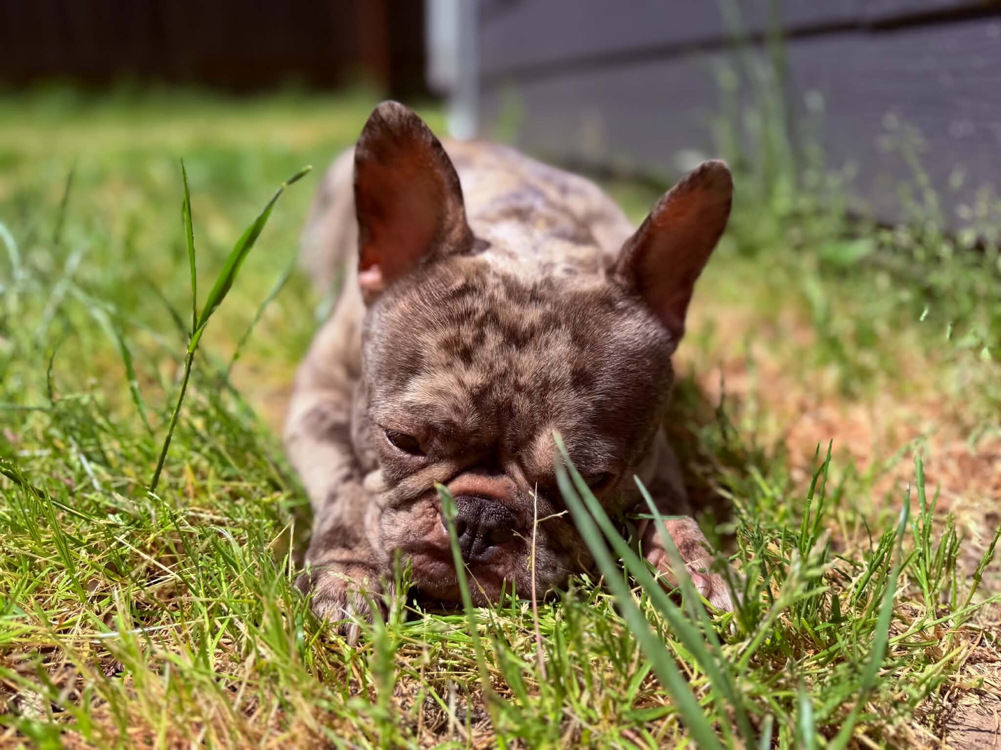 Female French Bulldog image 2
