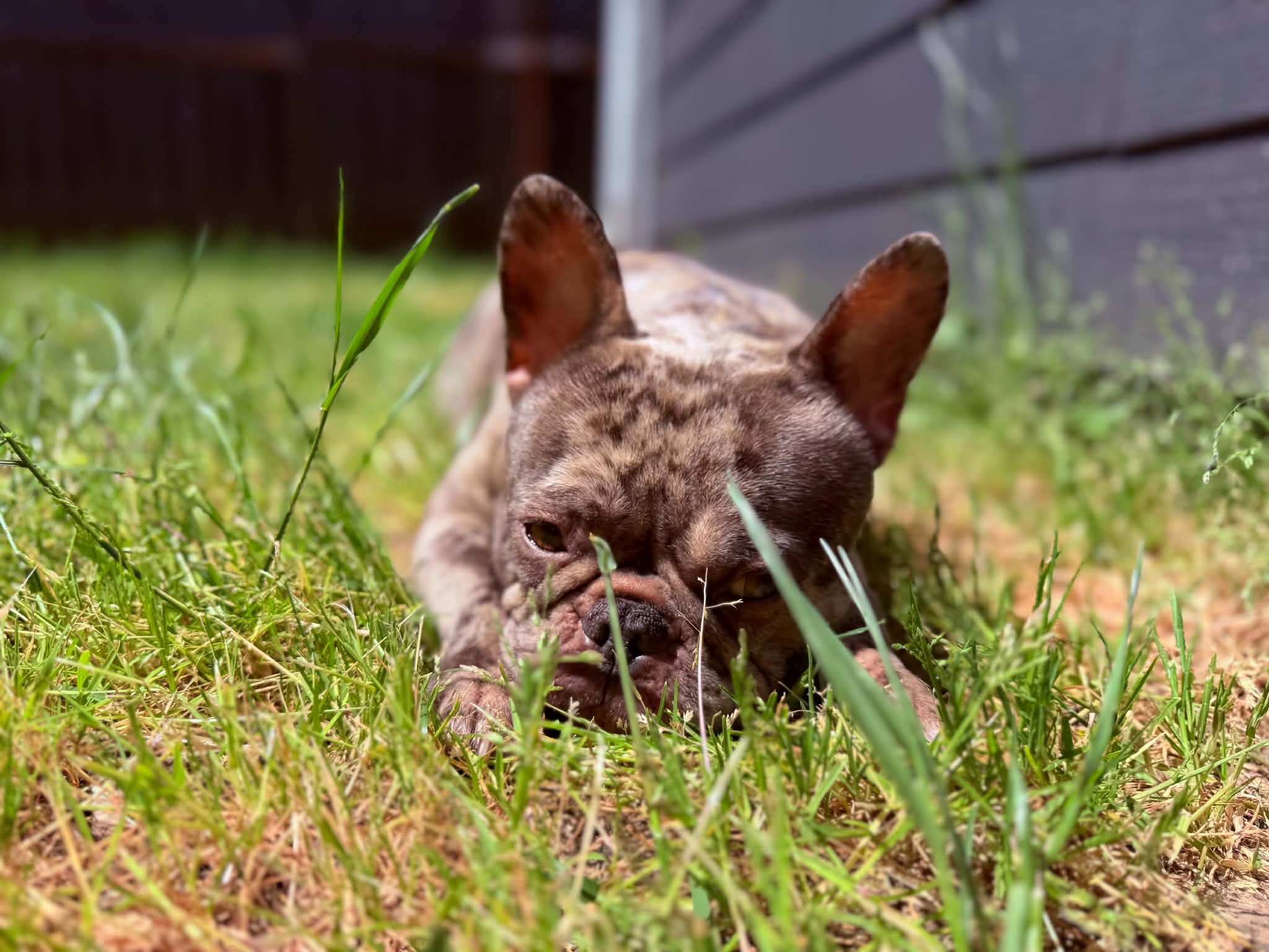 Female French Bulldog image 1