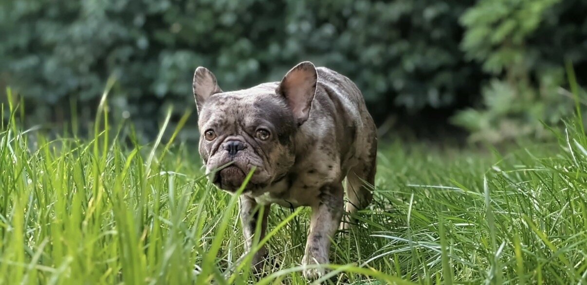 Female French Bulldog image 3