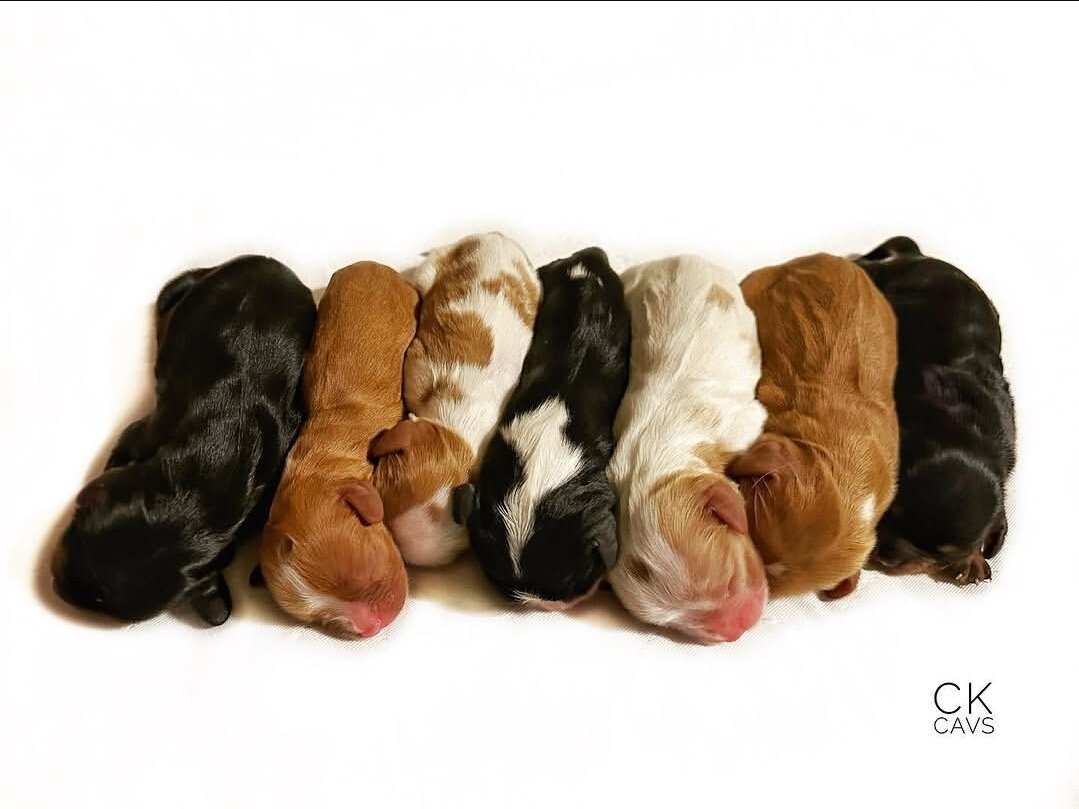 Cavalier King Charles Spaniel Puppies for image 2