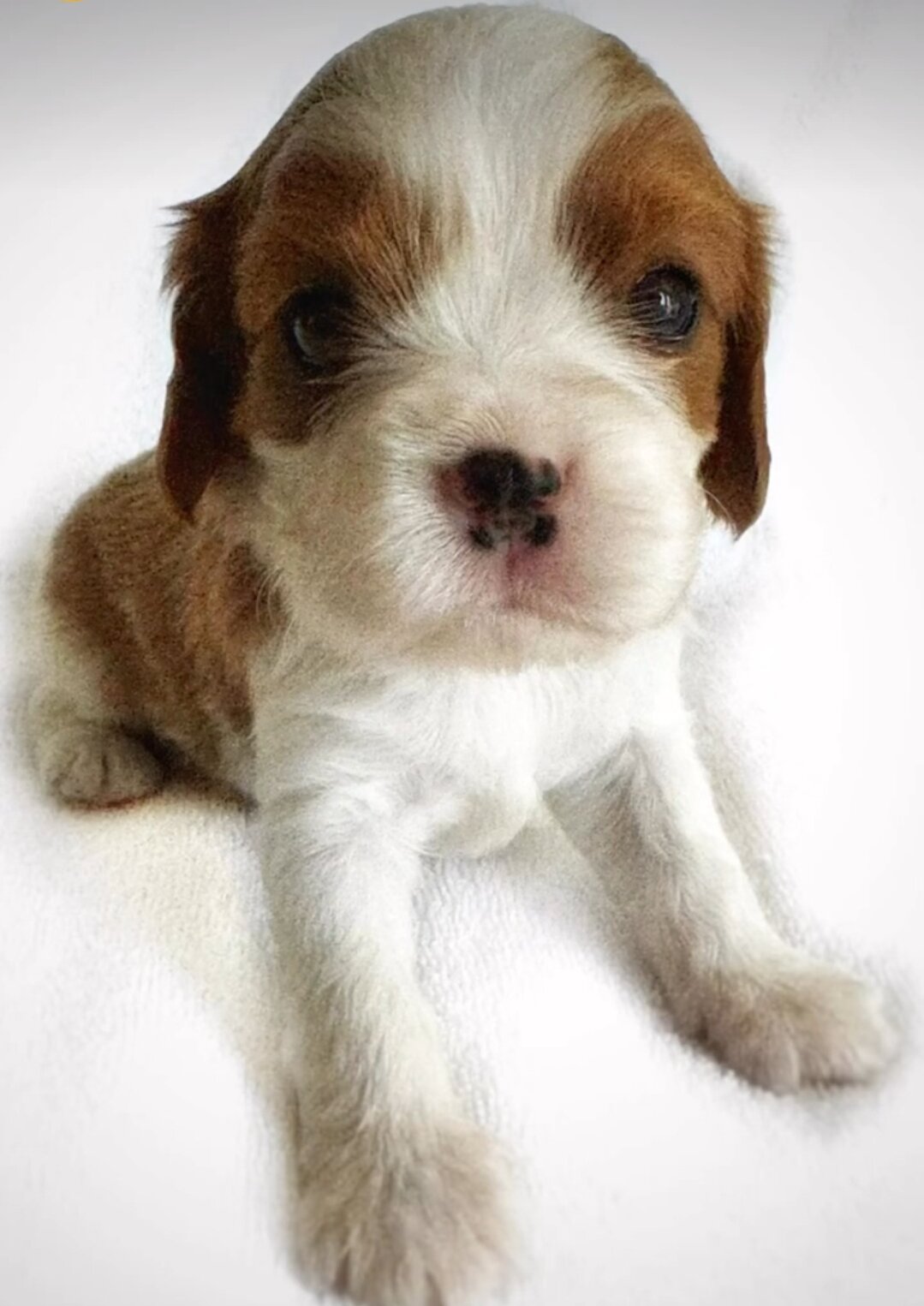 Cavalier King Charles Spaniel Puppies for image 4