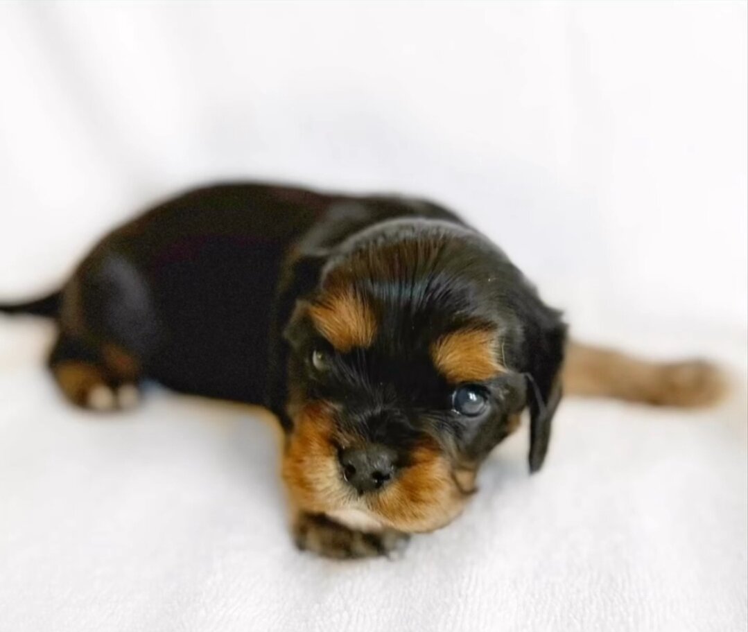 Cavalier King Charles Spaniel Puppies for image 5