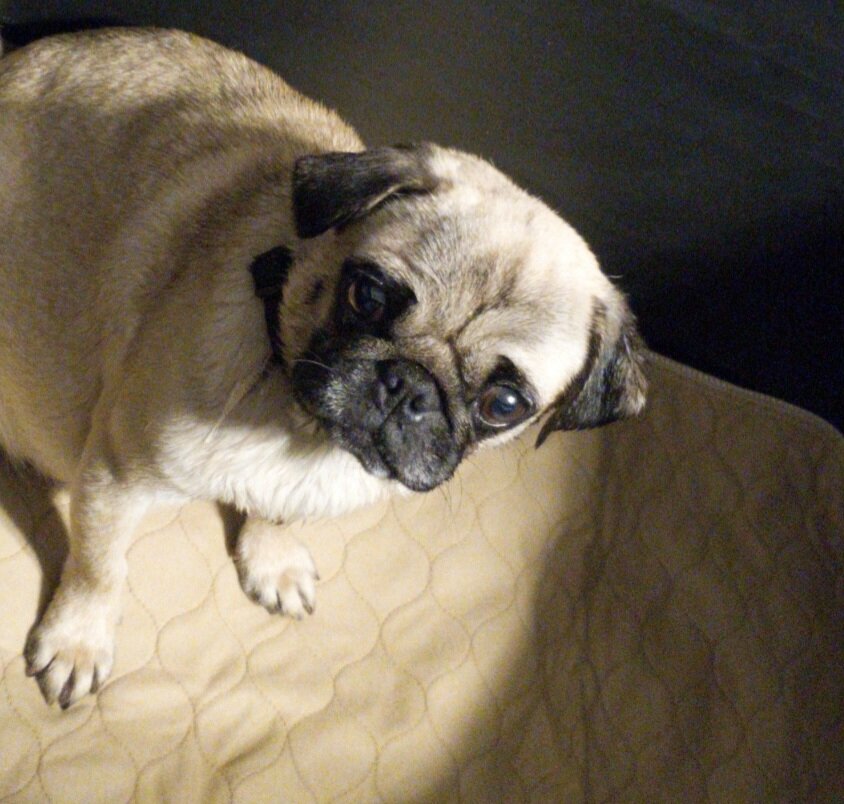 Pretzel Male Pug Puppy image 1