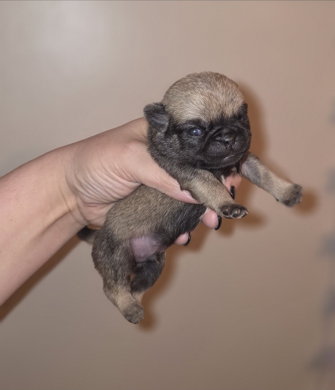 Pretzel Male Pug Puppy image 2