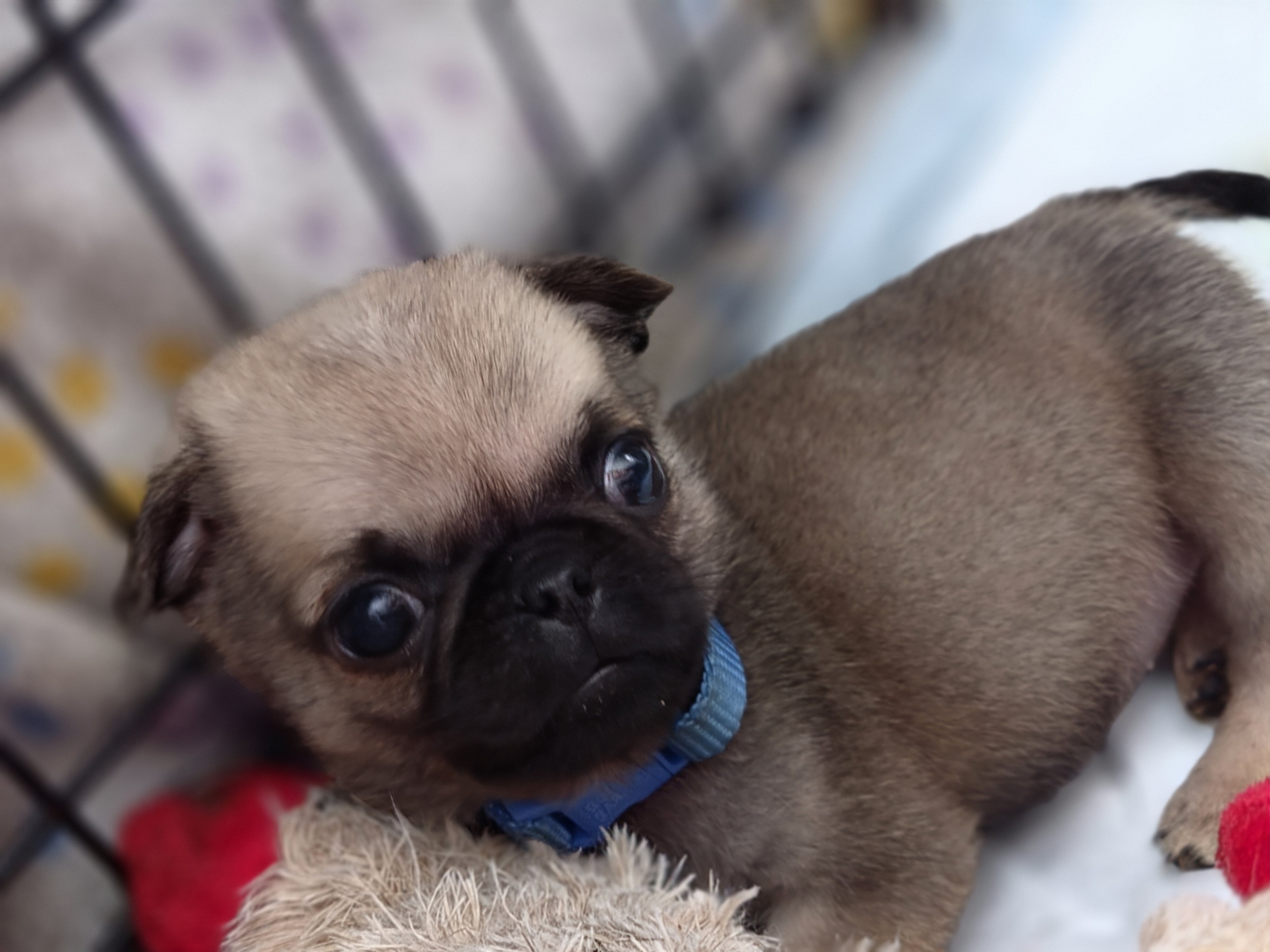 Pretzel Male Pug Puppy image 4