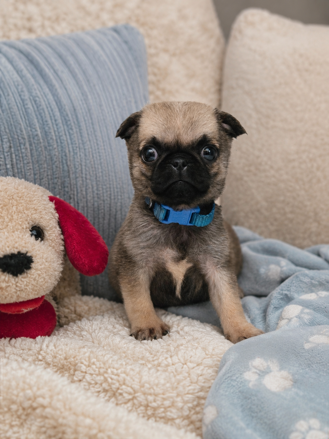 Pretzel Male Pug Puppy image 5