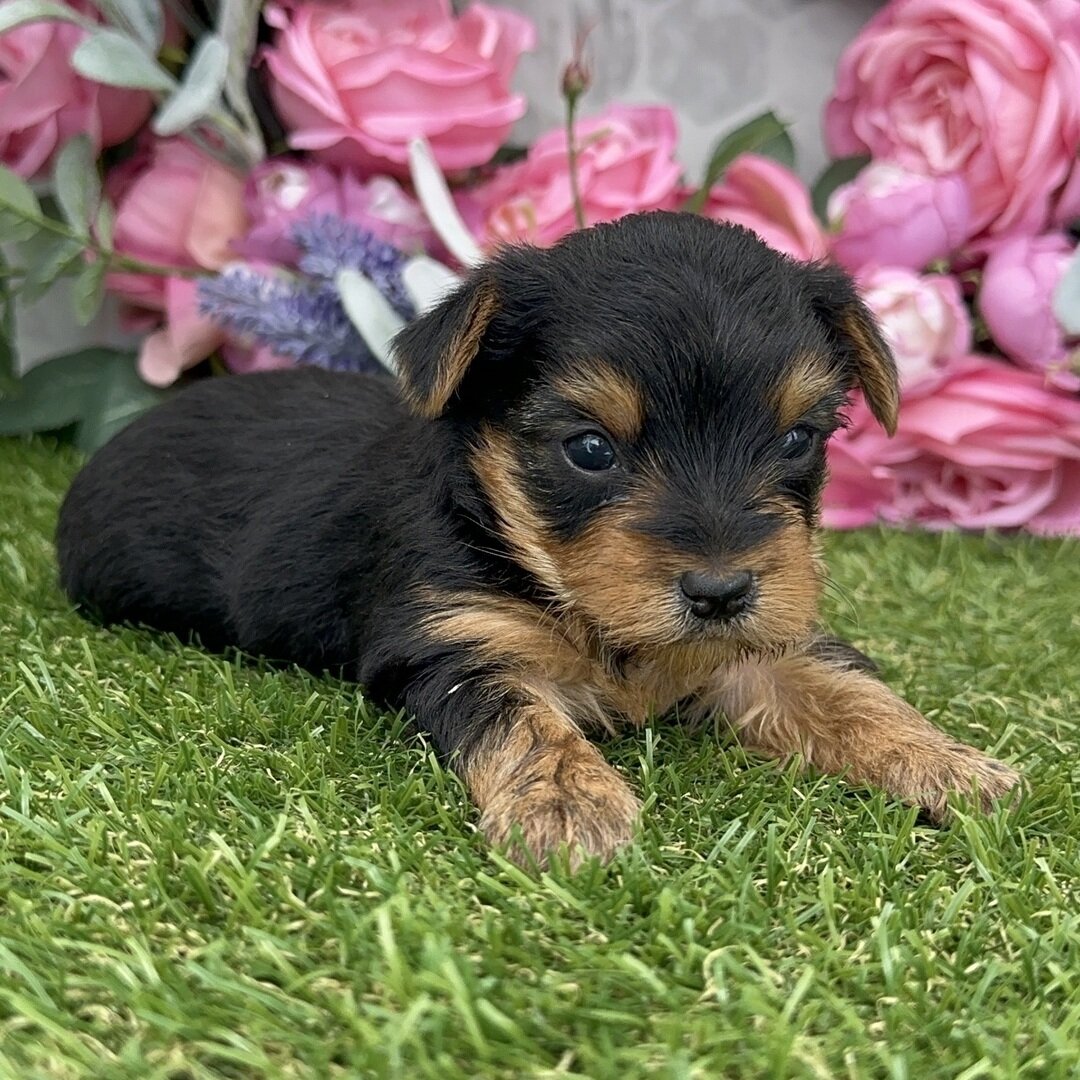 Hi, I'm Acorn! I'm a 6-week-old male Yorkie puppy image 2