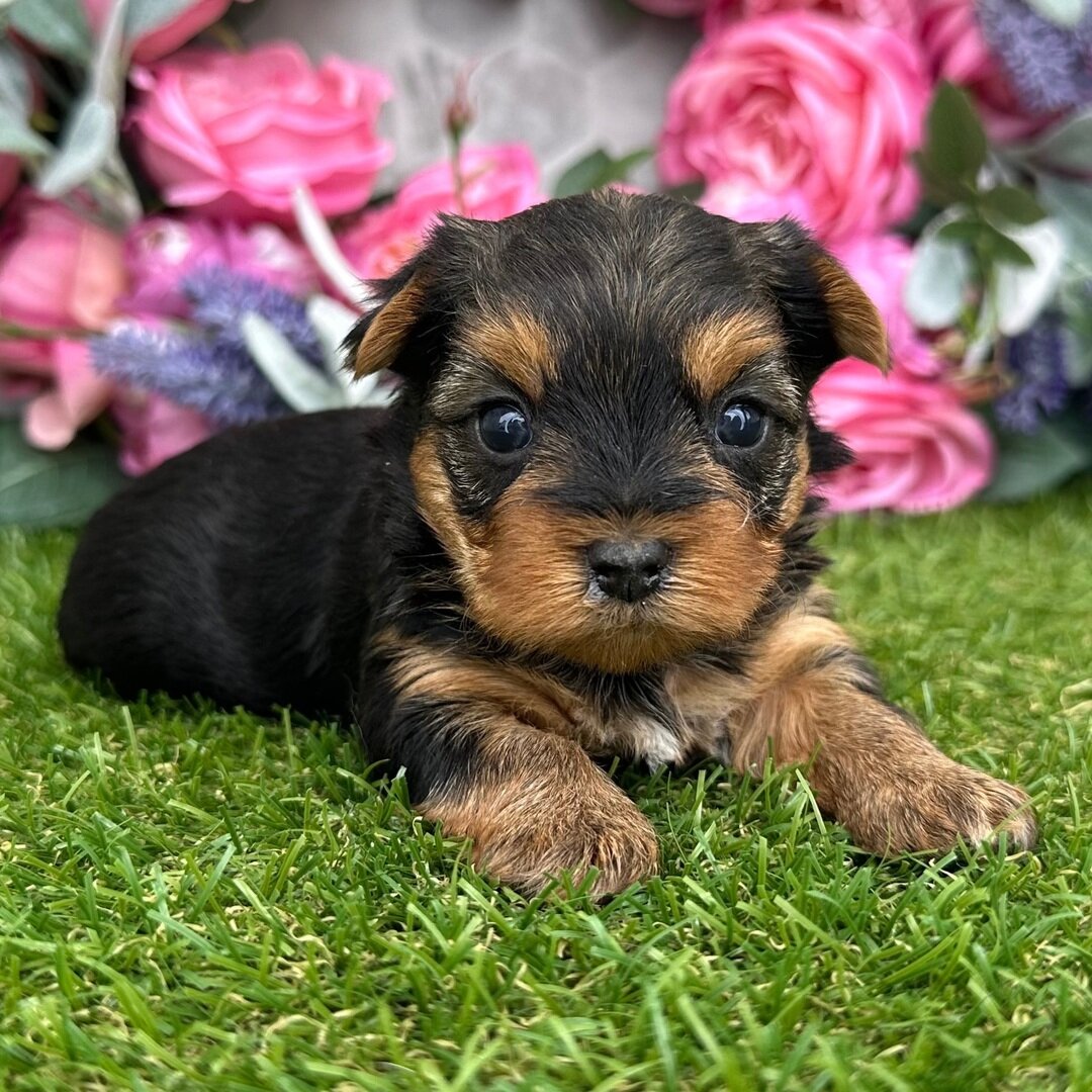 Hi, I'm Babe! I'm a 6-week-old female Yorkie puppy image 2