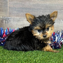Hi, I'm Ray! I'm a 9-week-old male Yorkie puppy image 3