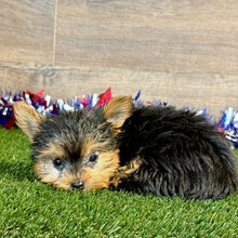 Hi, I'm Ray! I'm a 9-week-old male Yorkie puppy image 2