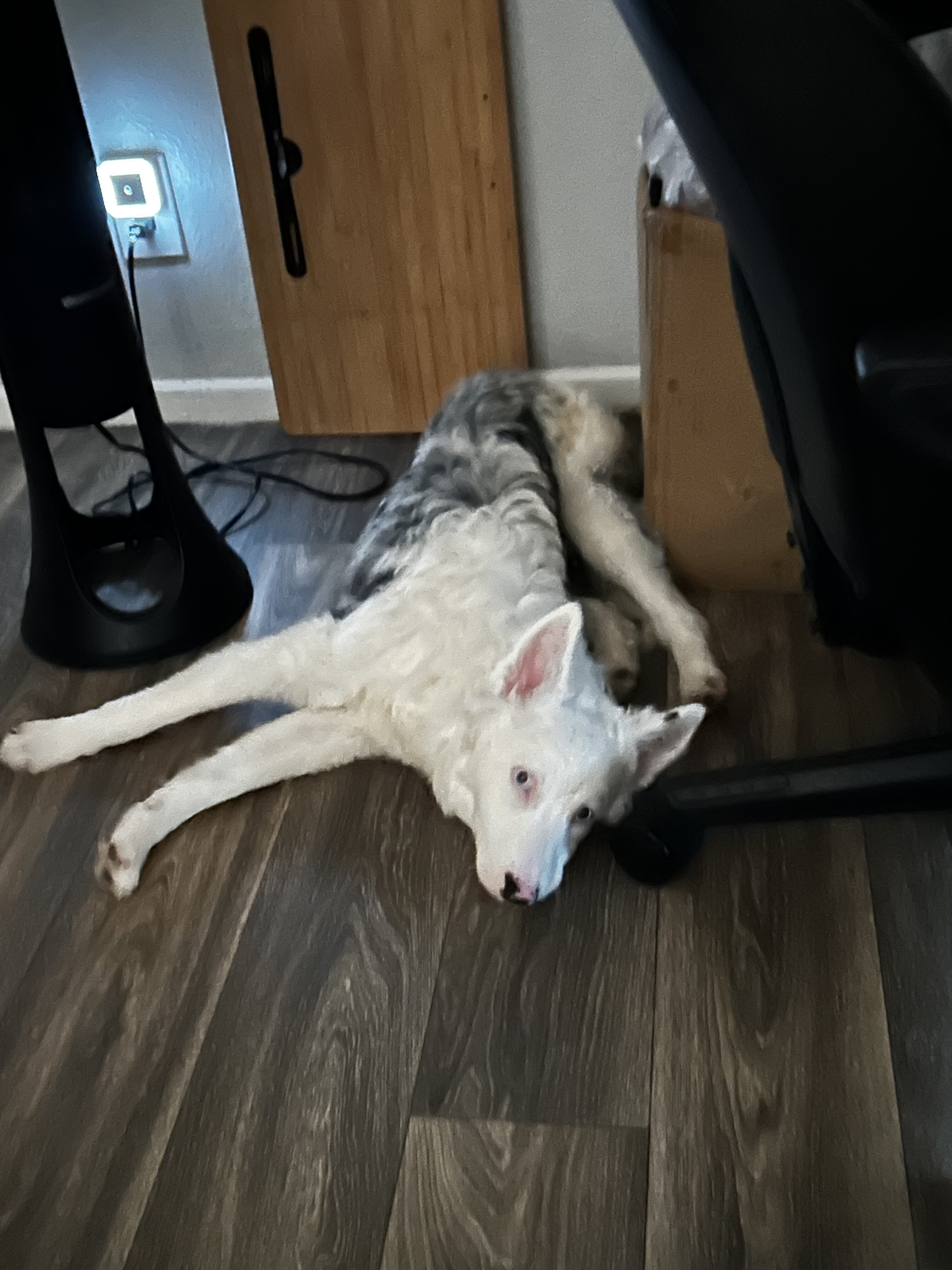 Marble border collie image 4