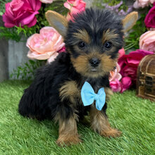 I'm Rascal! I'm an 8-week-old male Yorkie puppy image 2