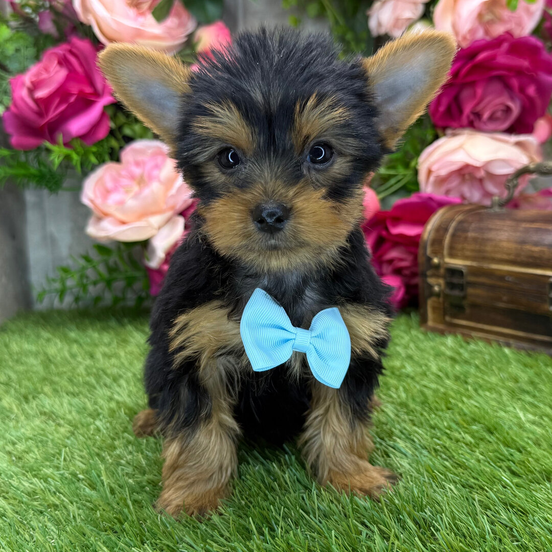 I'm Rascal! I'm an 8-week-old male Yorkie puppy image 3