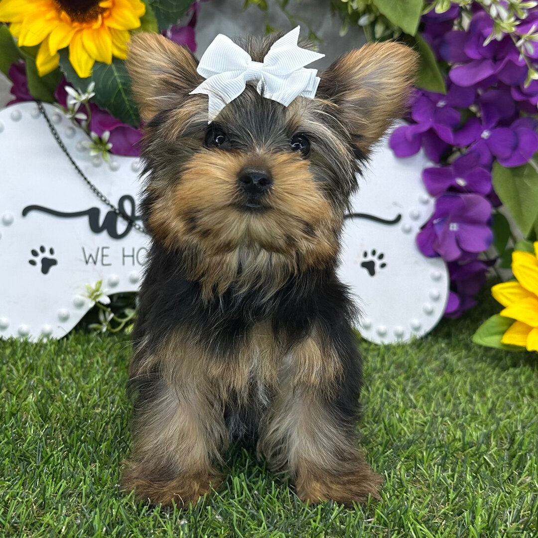 Hi, I'm Amaretto! I'm a 13-week-old female Yorkie image 3
