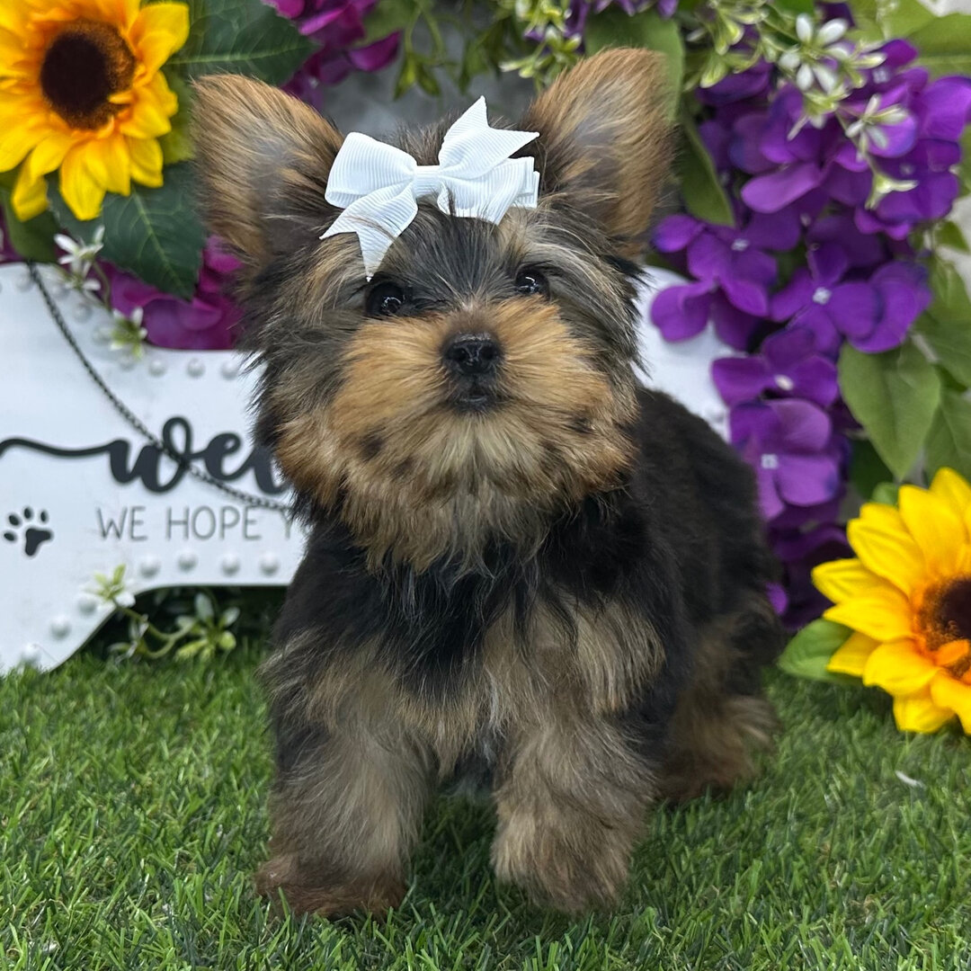 Hi, I'm Amaretto! I'm a 13-week-old female Yorkie image 2