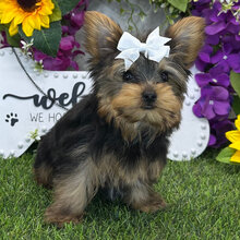 Hi, I'm Amaretto! I'm a 13-week-old female Yorkie image 1