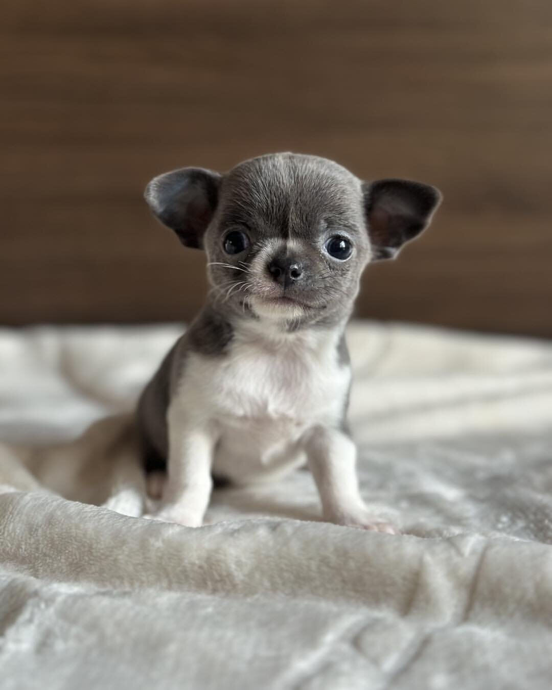 Chihuahua puppy image 1