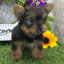 I'm Kabzeel! I'm a 10-week-old male Yorkie puppy image 3