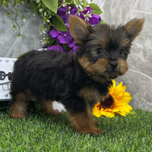 I'm Kabzeel! I'm a 10-week-old male Yorkie puppy image 2