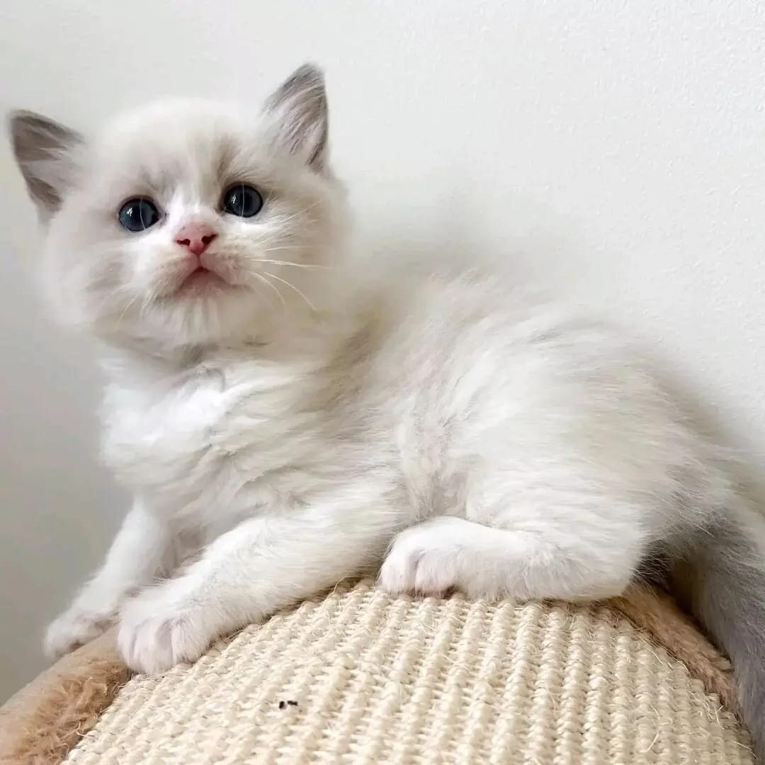Ragdoll kittens image 2