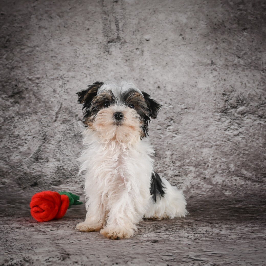 Marlow Male Morkie image 2