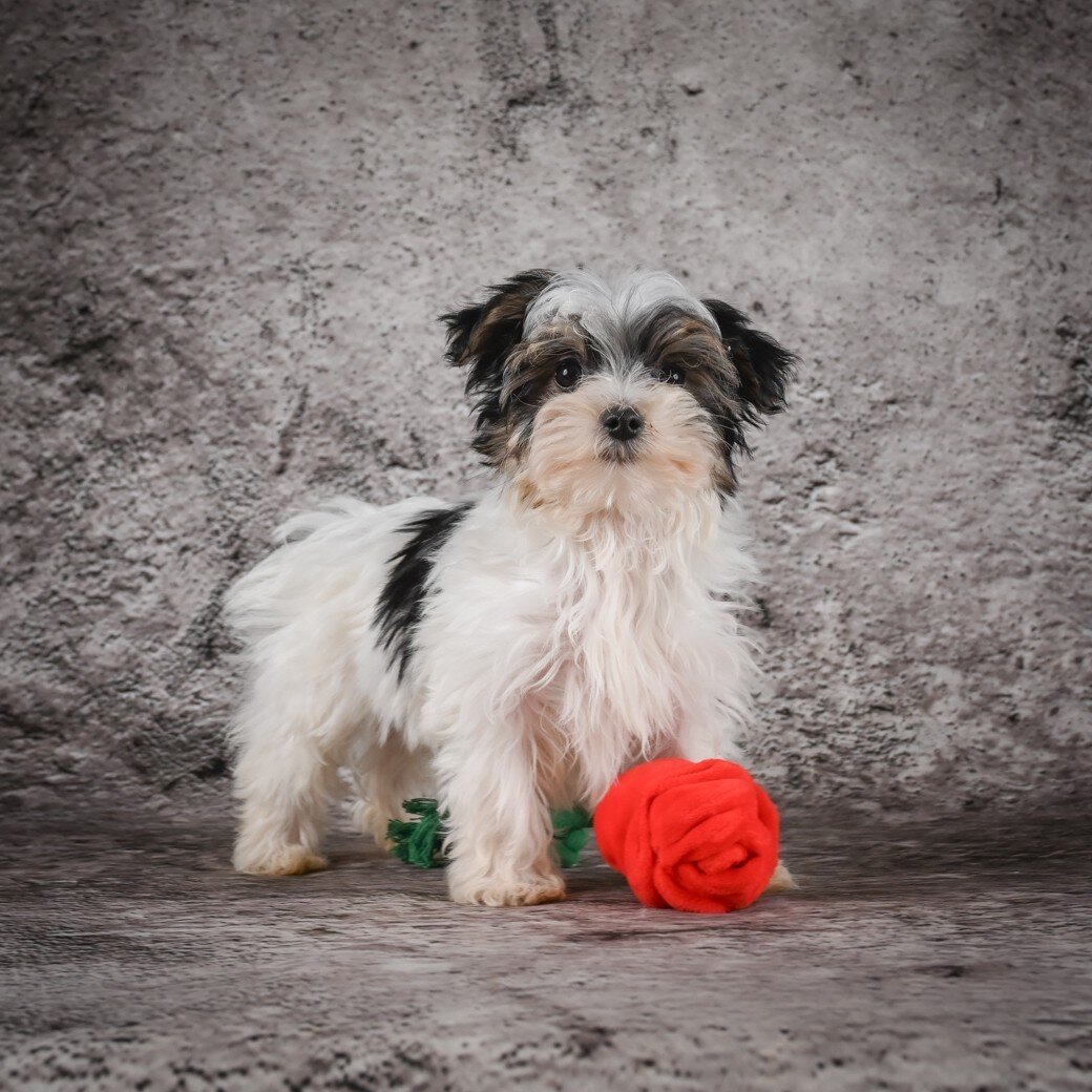 Marlow Male Morkie image 7