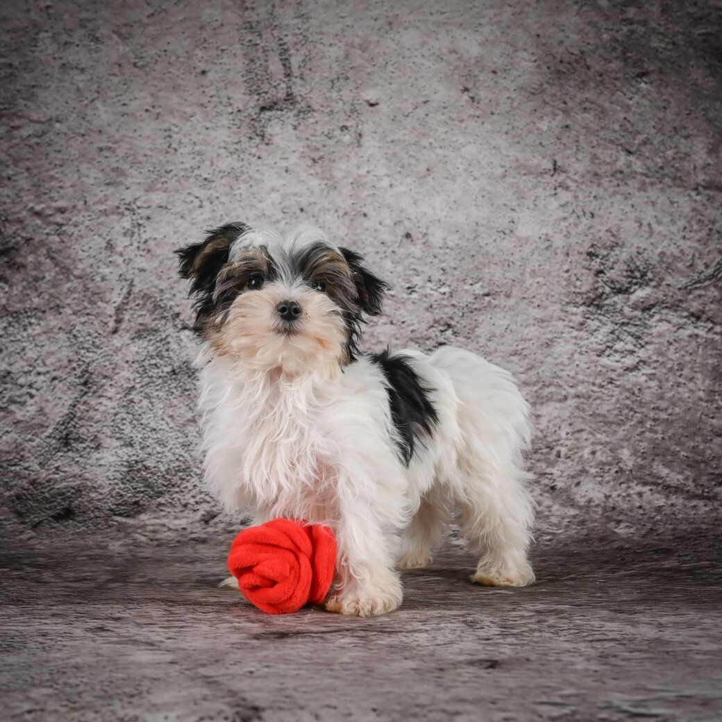 Marlow Male Morkie image 6