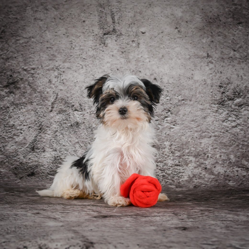 Marlow Male Morkie image 3