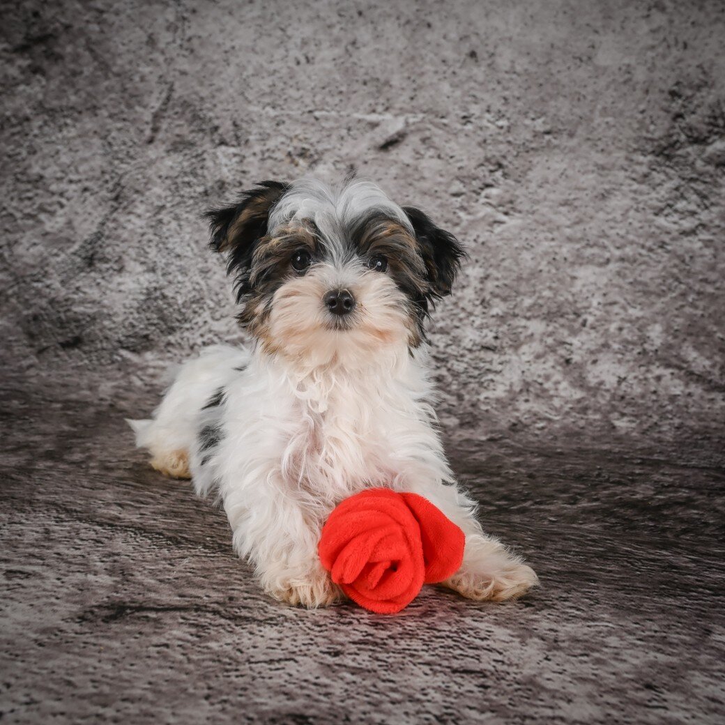 Marlow Male Morkie image 4