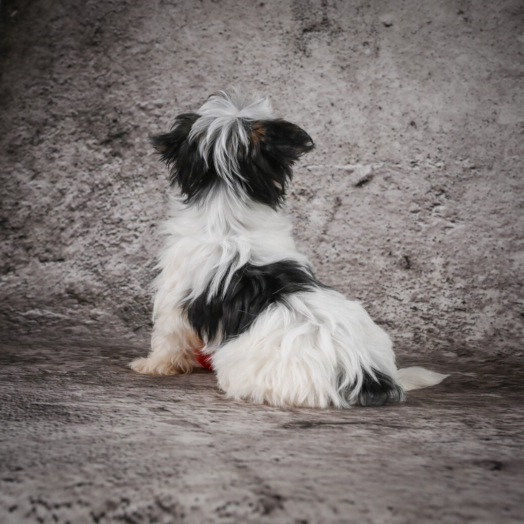Marlow Male Morkie image 8