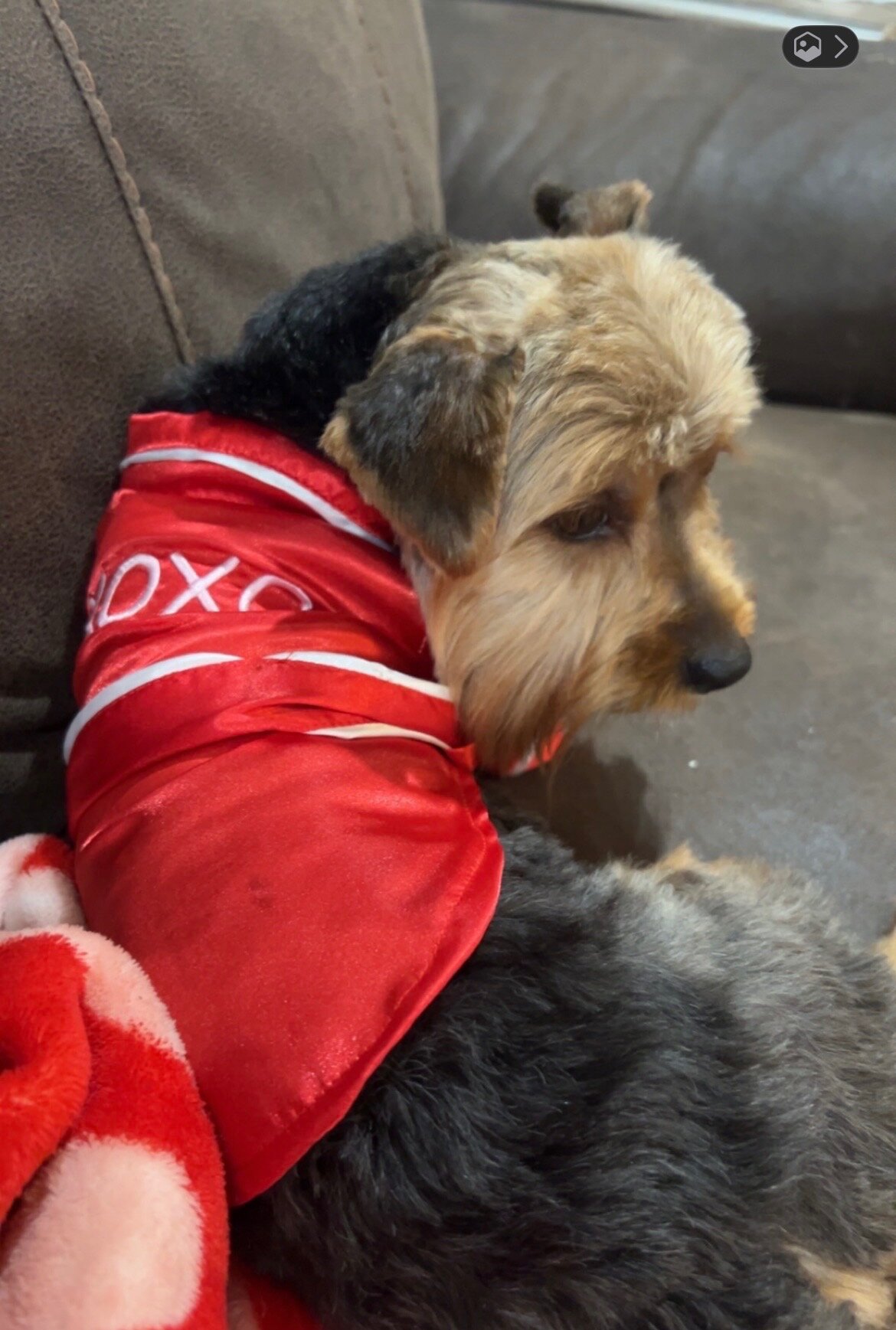 2 year old female Yorkie/spayed image 3